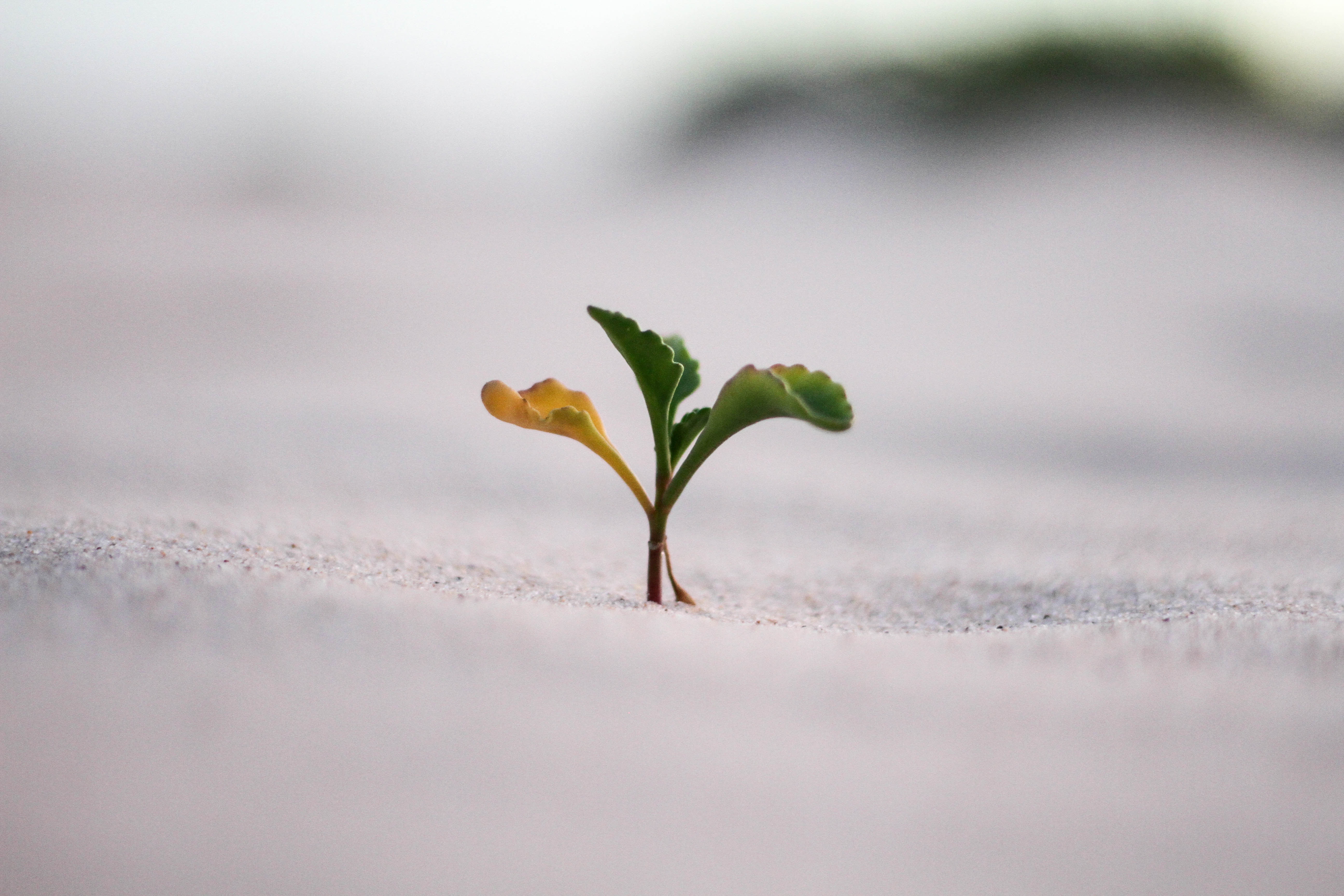 A lone green sprout grows from the sand on a beach. HD Wallpaper