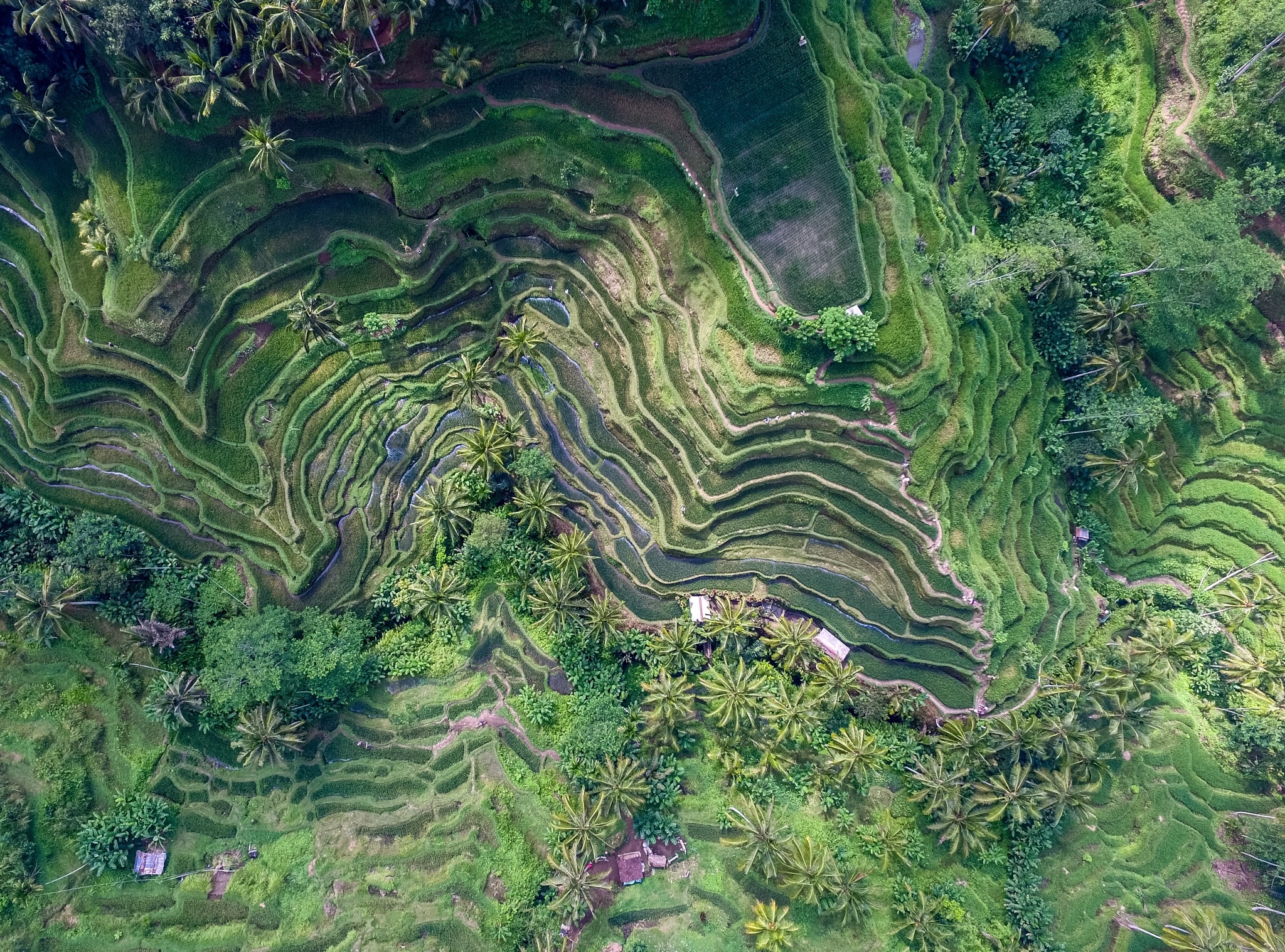 Aerial view of Bali's Tegalalang rice terraces HD Wallpaper