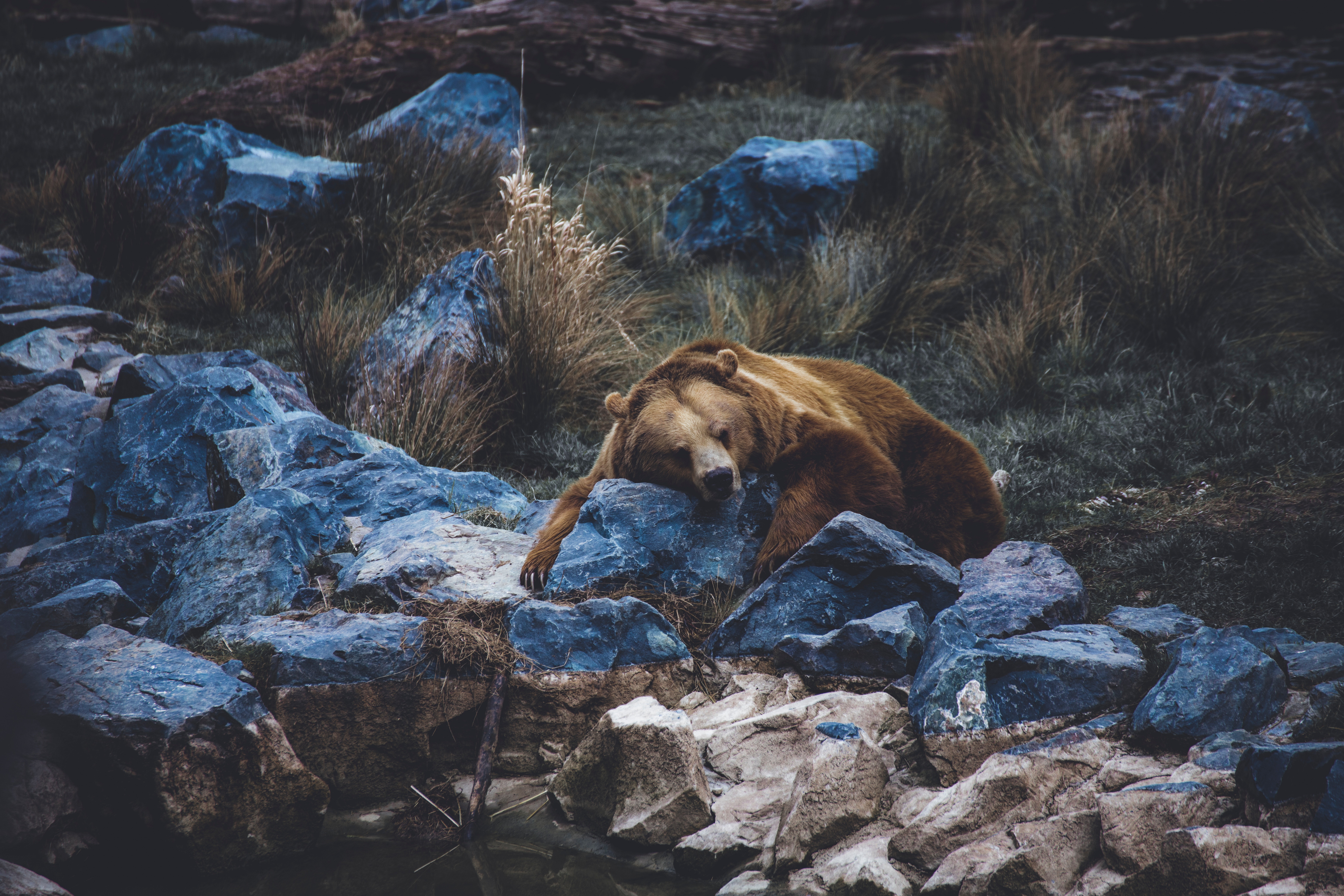 Bear sleeping on rocks in a forest HD Wallpaper