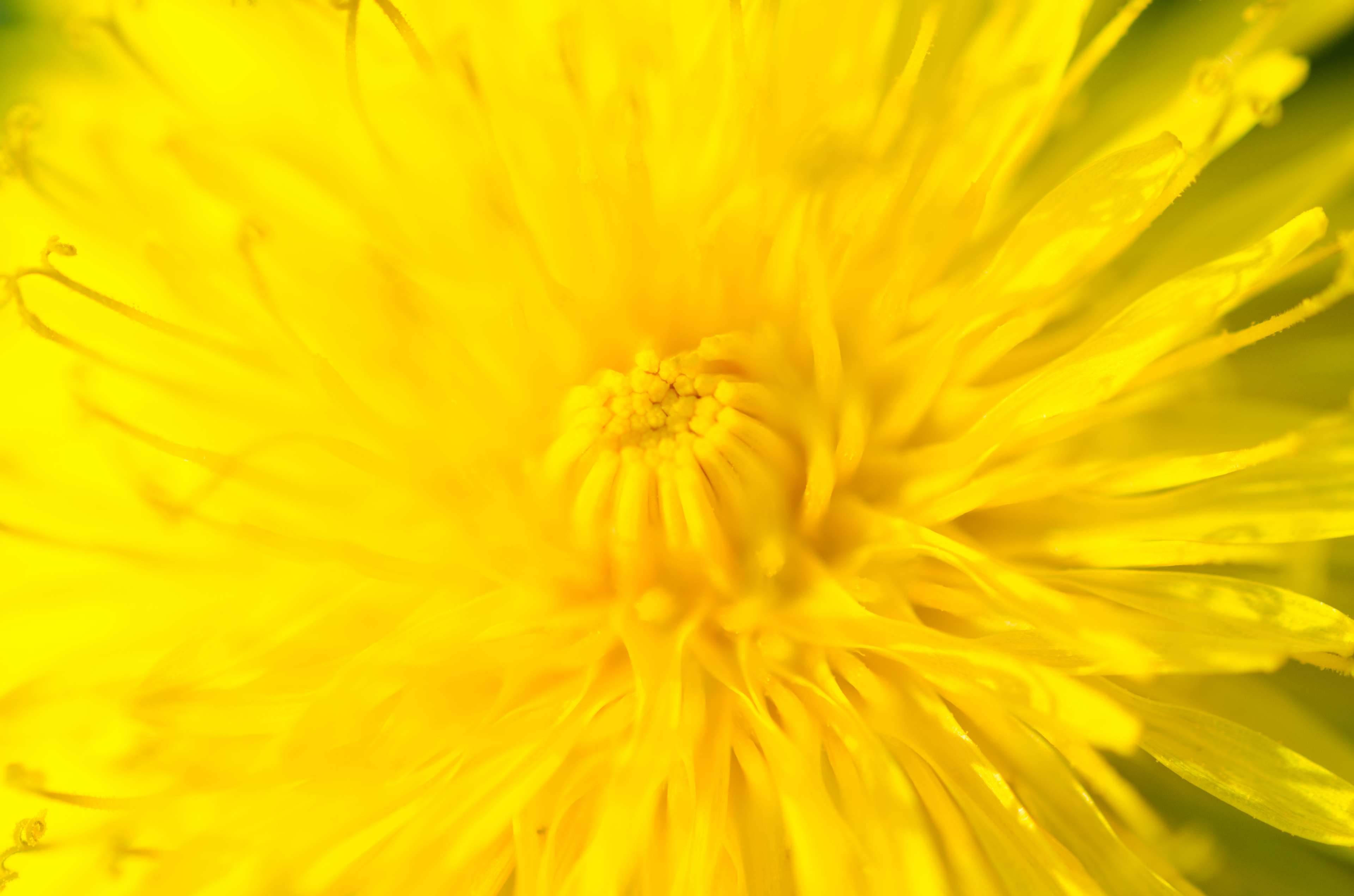 Macro shot of a yellow dandelion flower HD Wallpaper