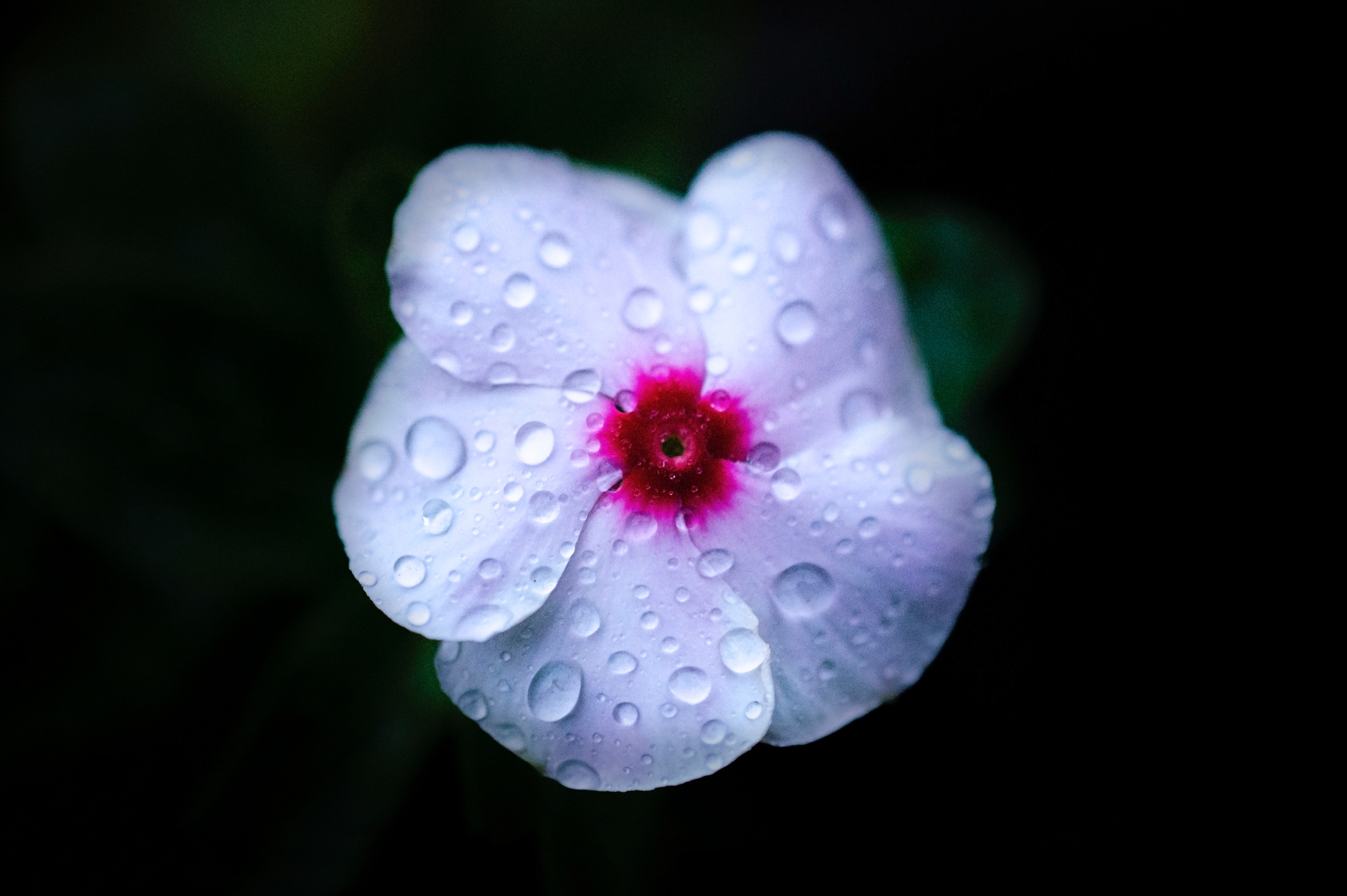 Close up of a white flower with water droplets HD Wallpaper