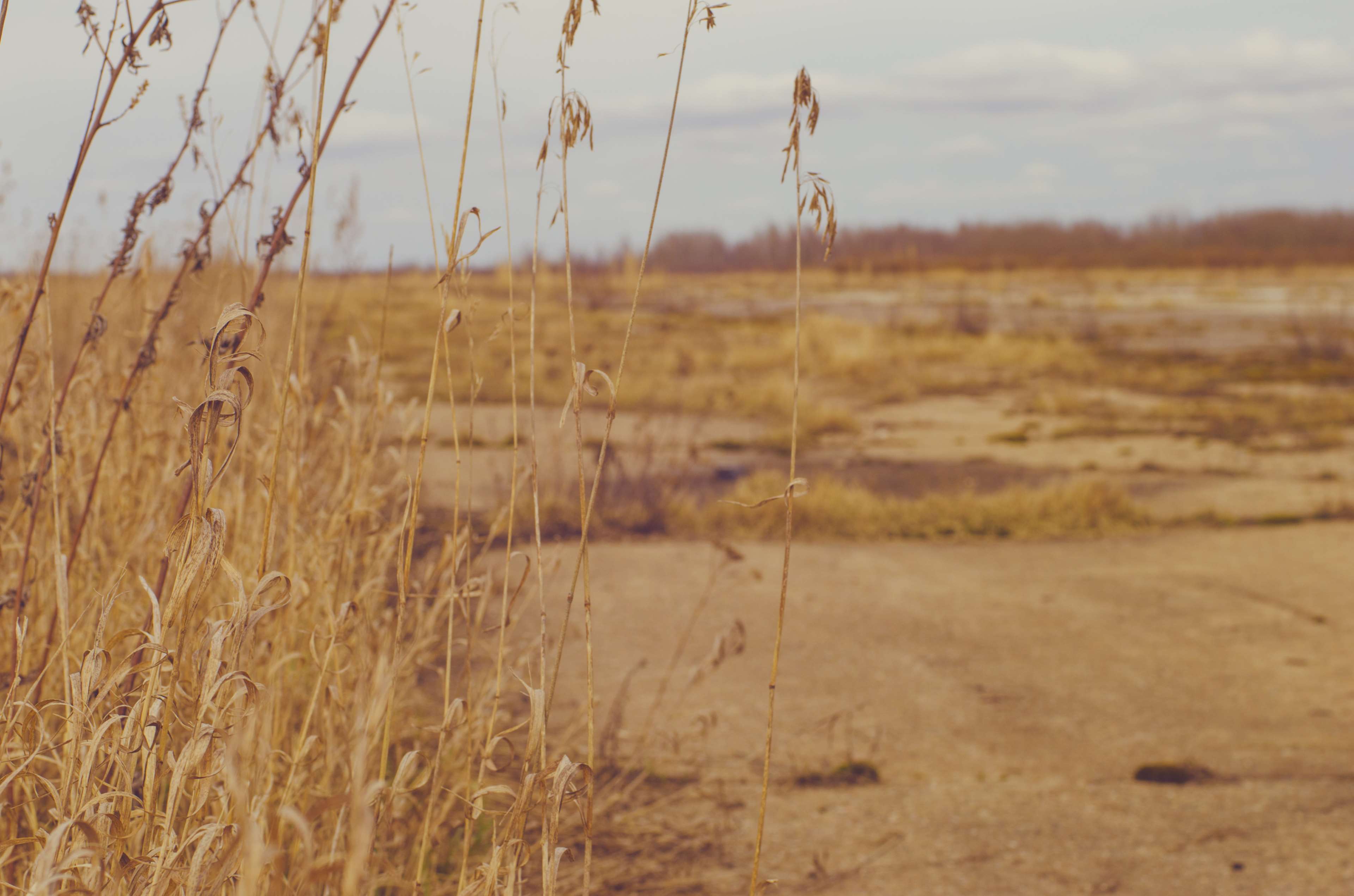 Dry yellow grass in a landscape HD Wallpaper