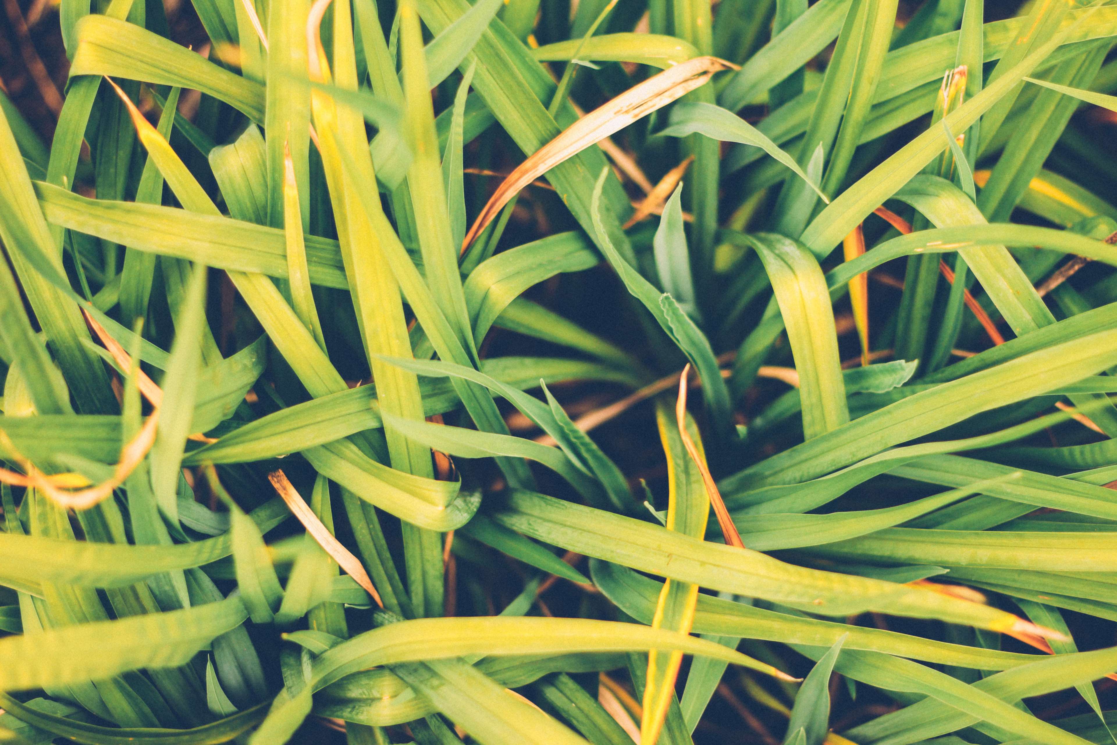 Close-up of green grass with hints of yellow and brown HD Wallpaper