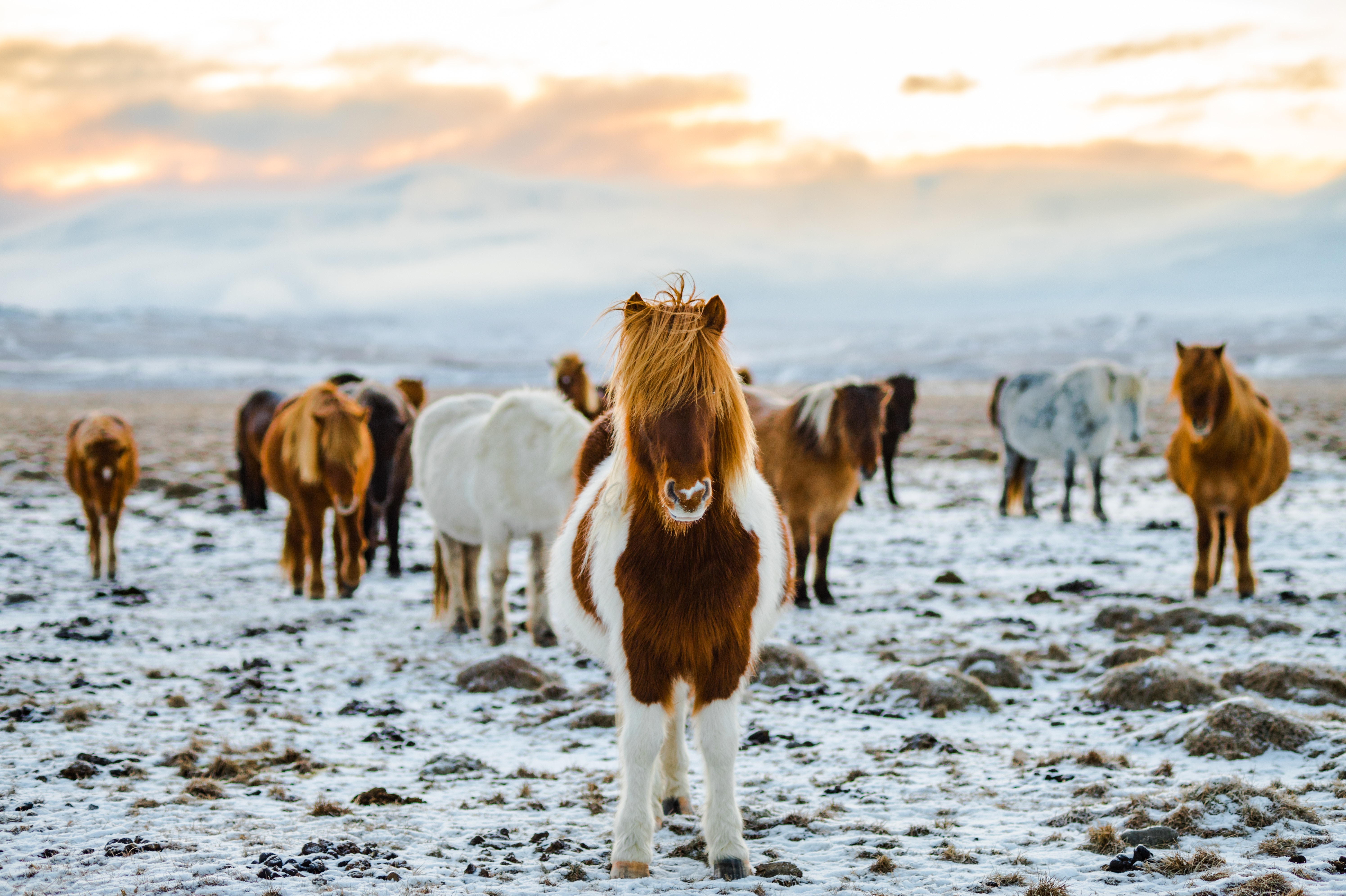 Icelandic horses in a snowy landscape at sunset HD Wallpaper