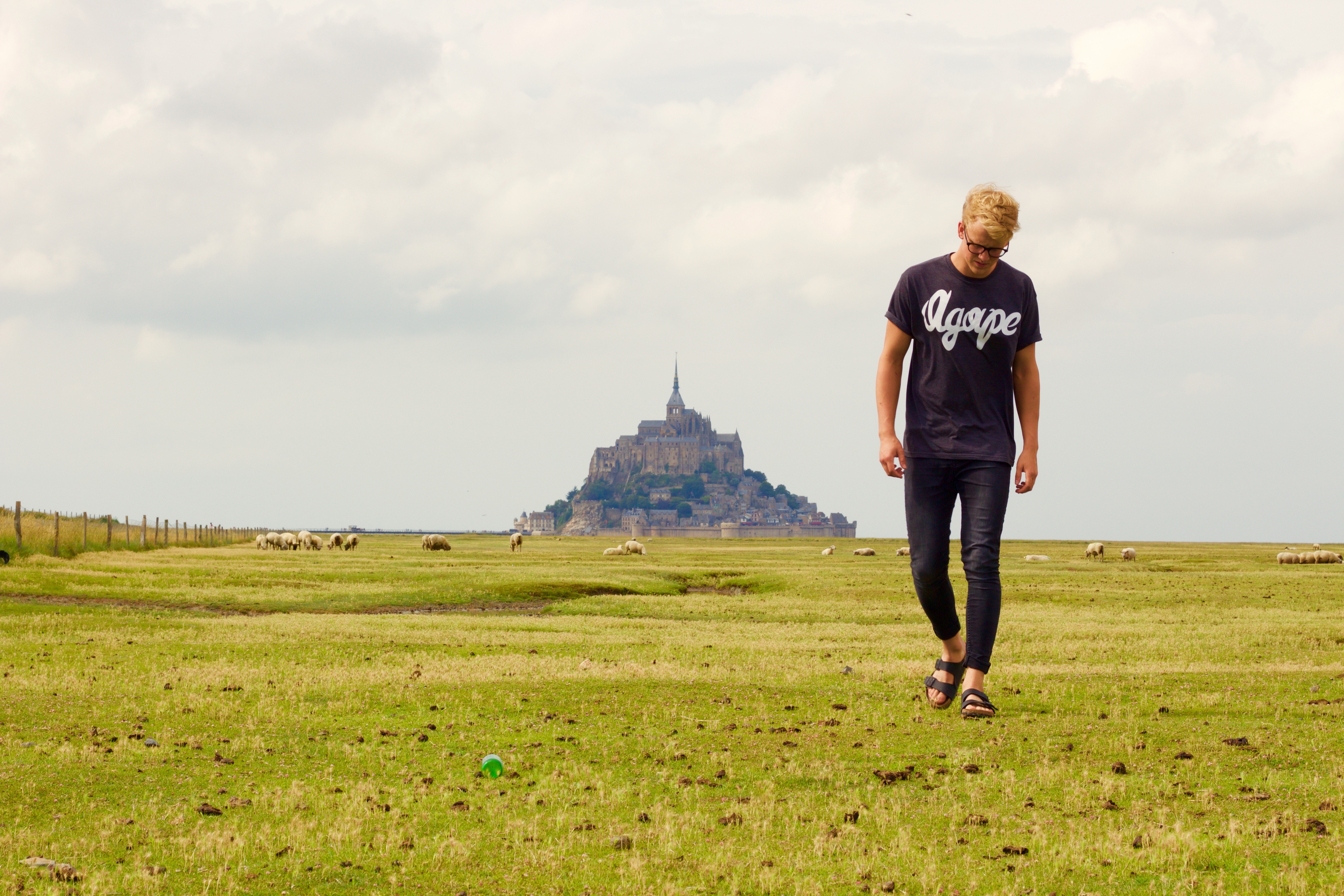 Man walks in a field with sheep and Mont Saint-Michel HD Wallpaper