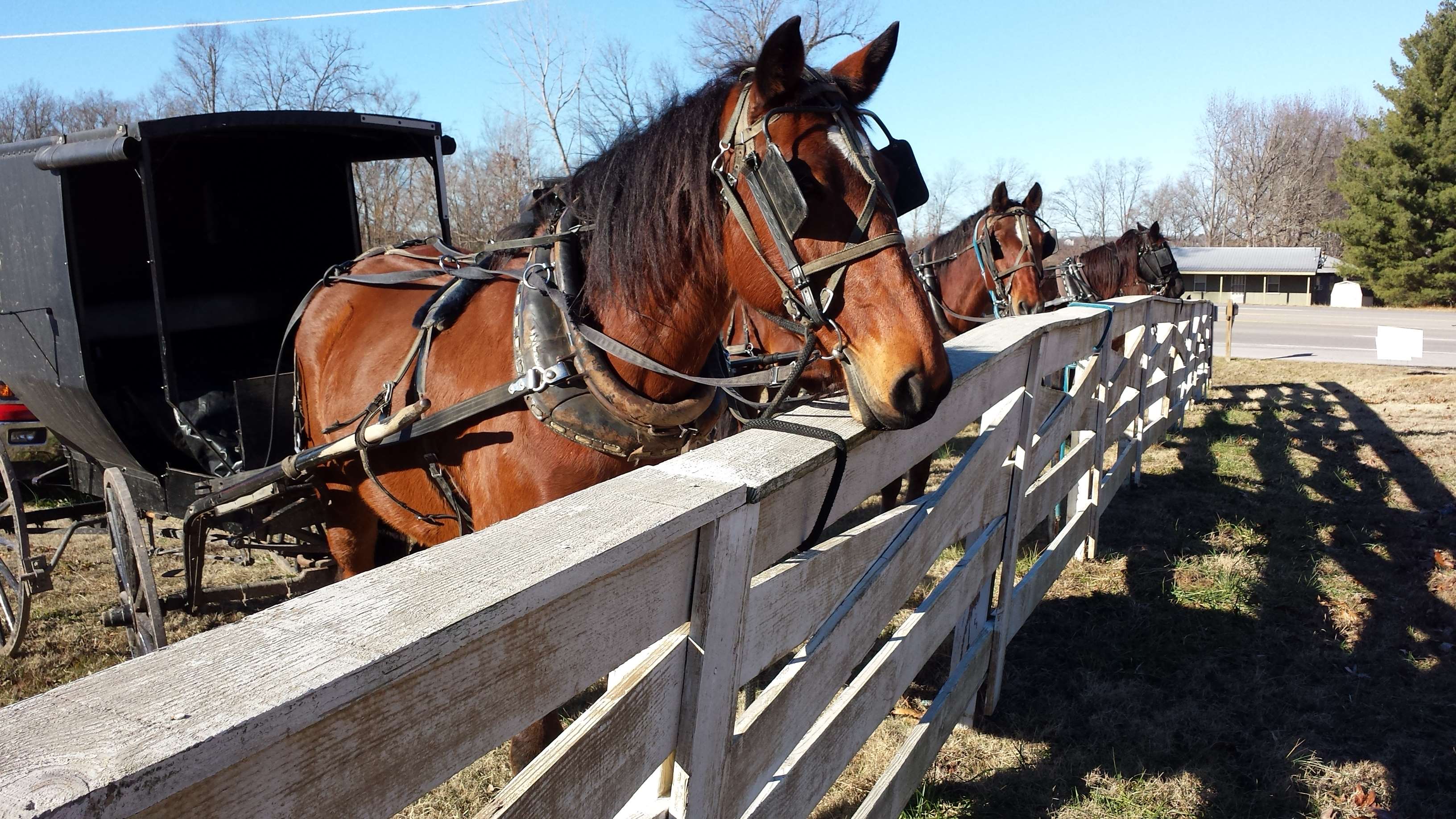 Amish horses hitched to a buggy by a white fence HD Wallpaper