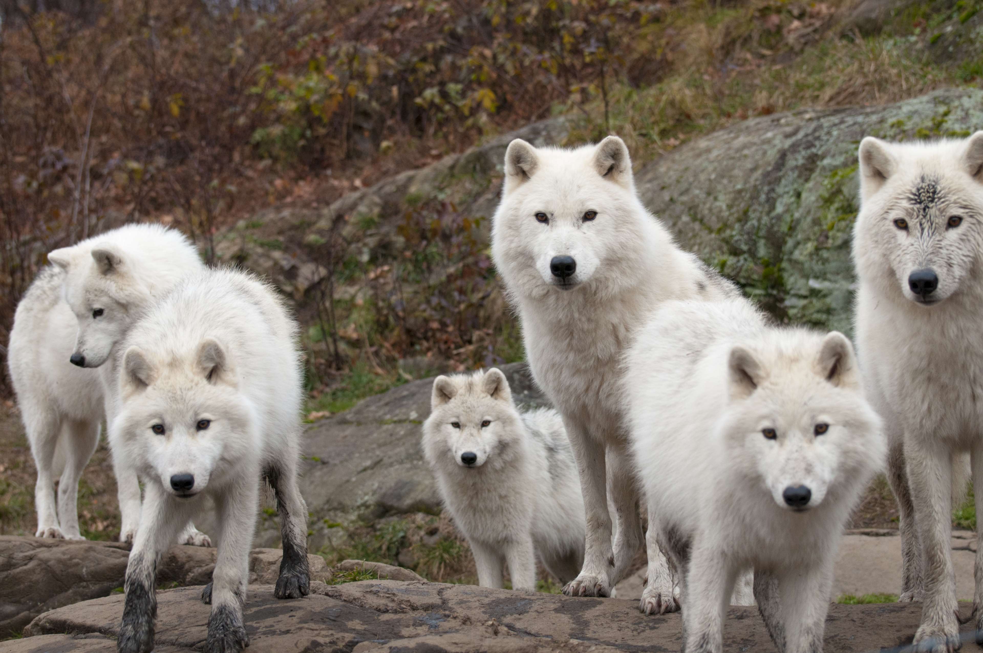 A pack of arctic wolves in a rocky, wooded area HD Wallpaper