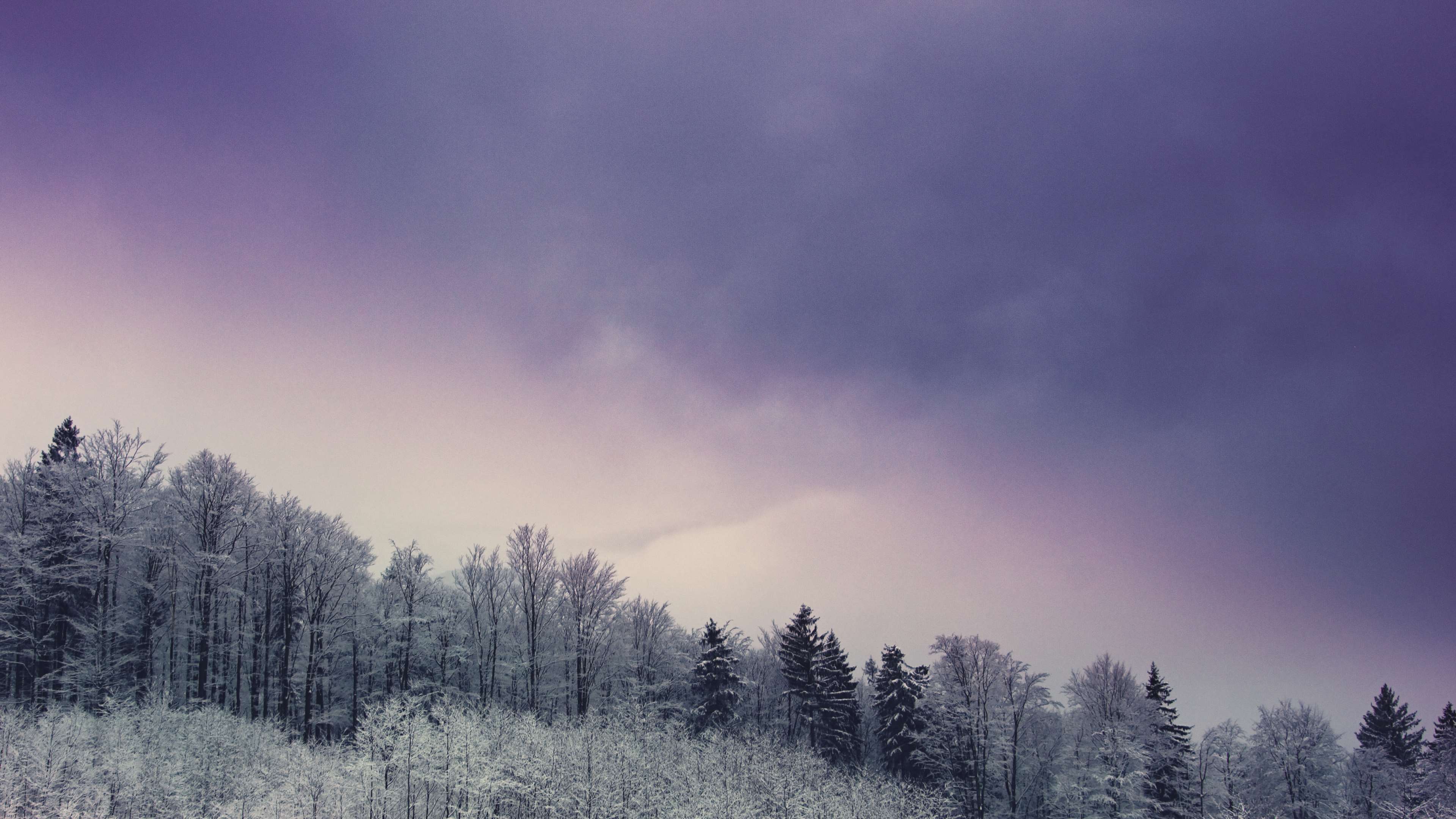 Snowy forest under a purple sky at sunset HD Wallpaper