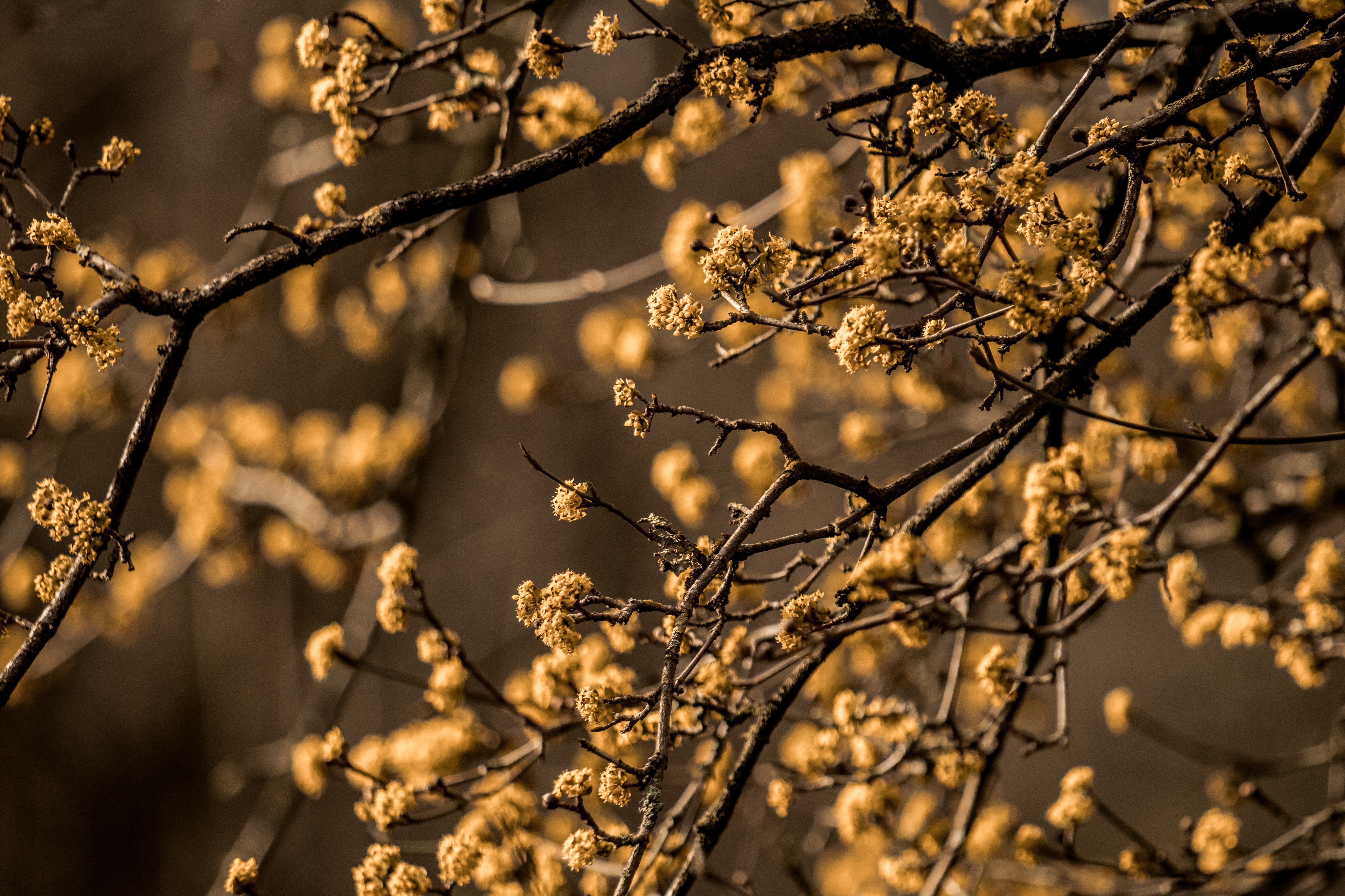Close-up of yellow blossoms on tree branches HD Wallpaper