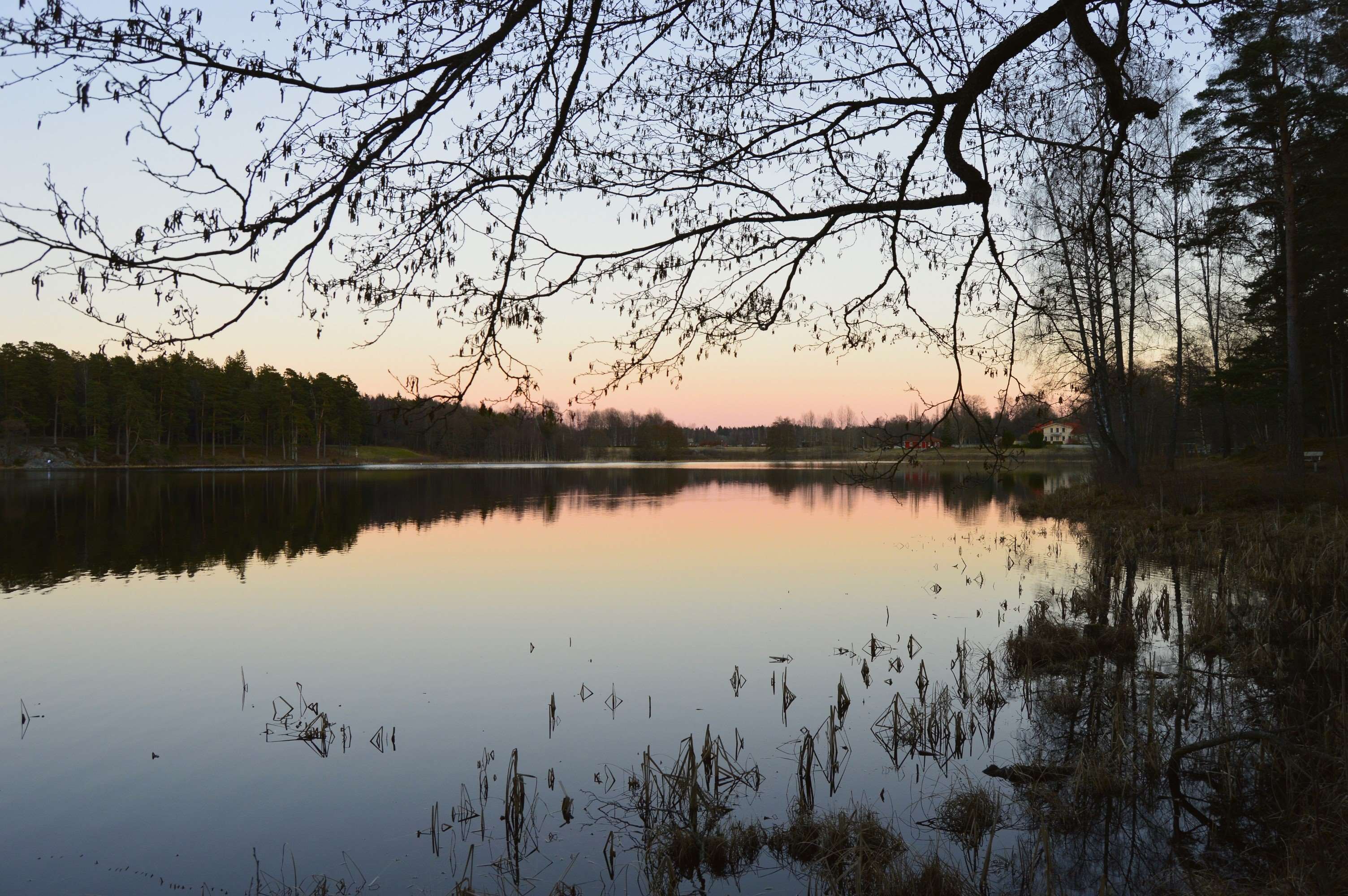 Lake reflection at dusk with trees and branches HD Wallpaper
