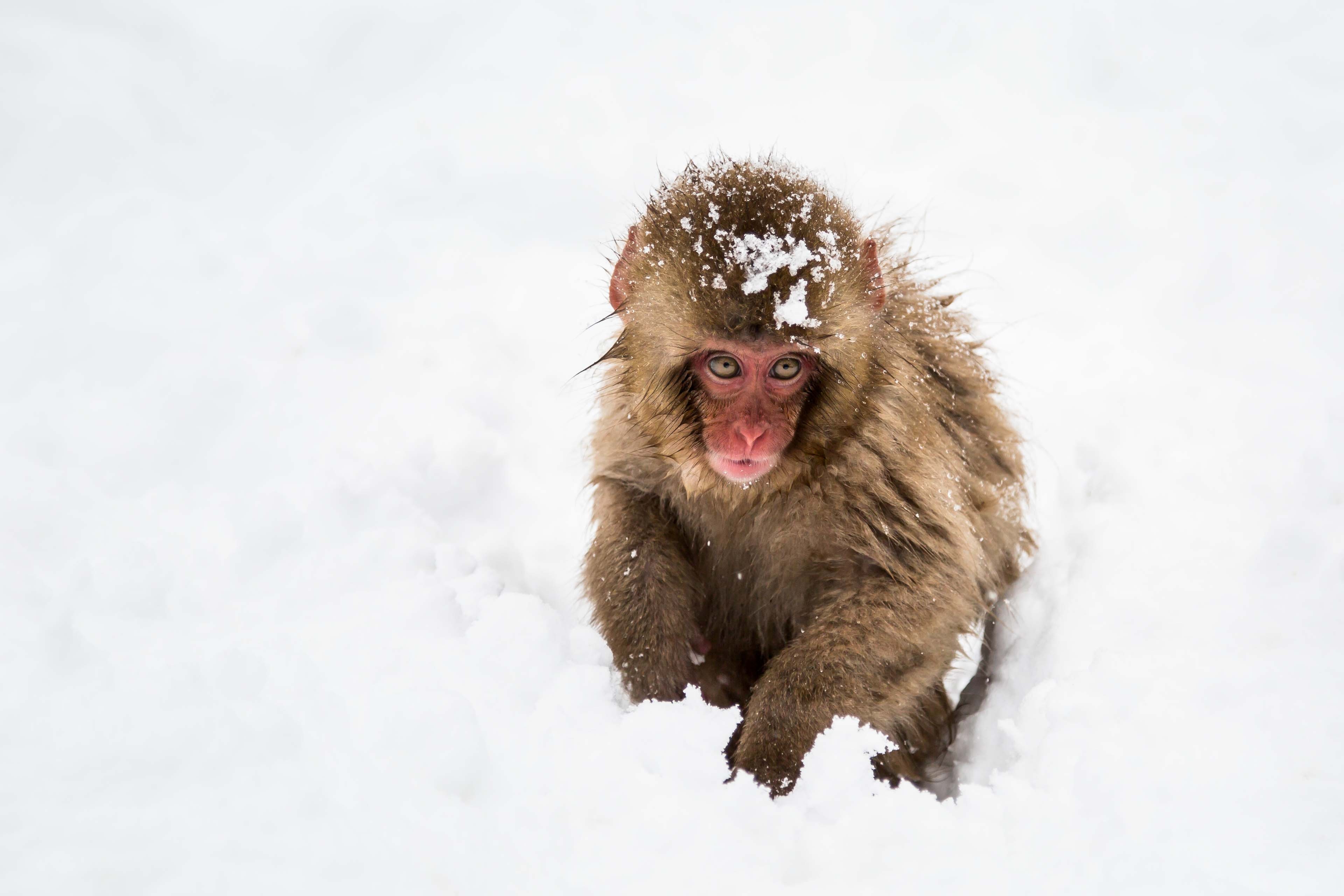 Japanese macaque in the snow HD Wallpaper