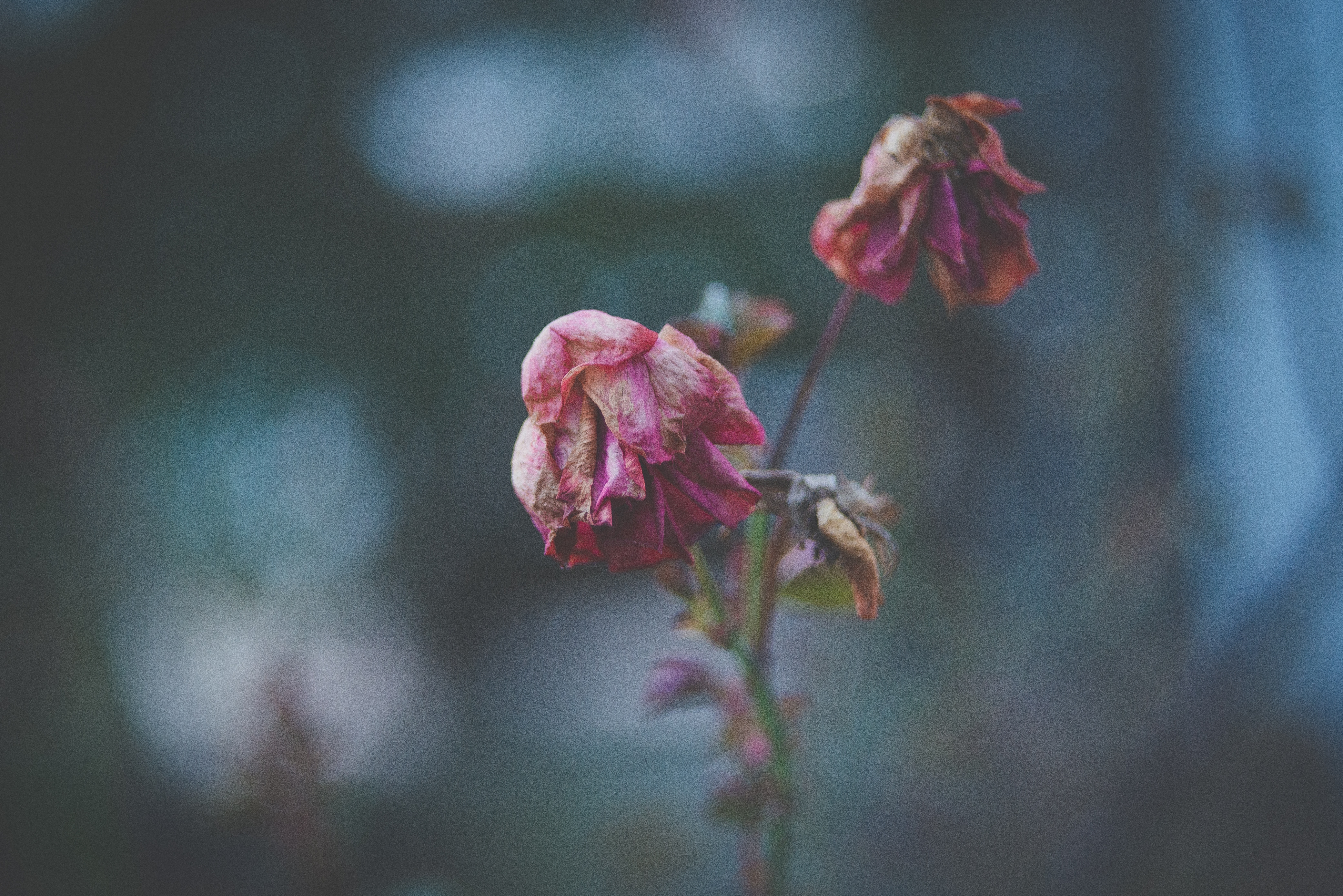 Two wilted pink roses on a stem HD Wallpaper