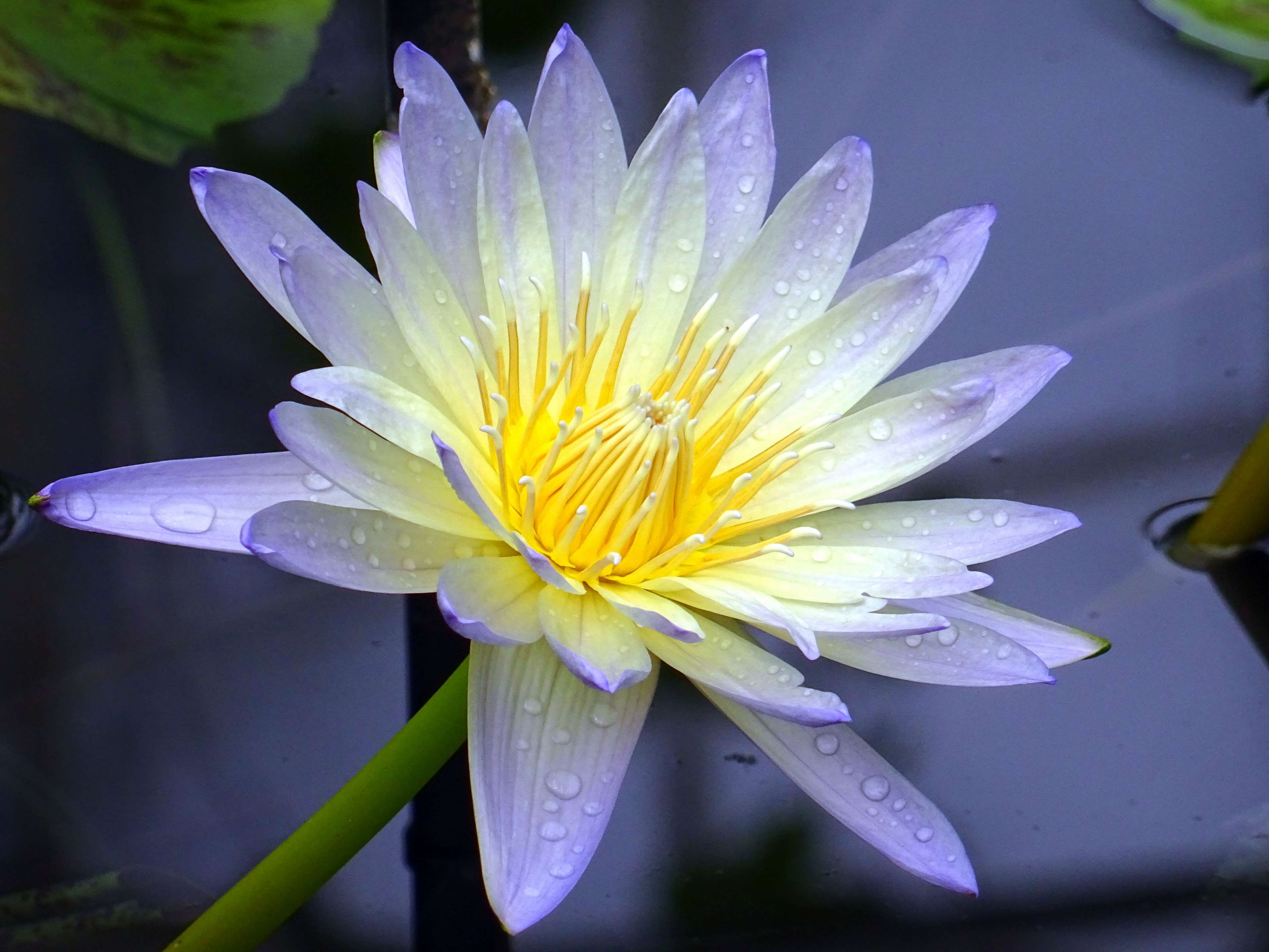 Close up of a water lily with dew drops HD Wallpaper