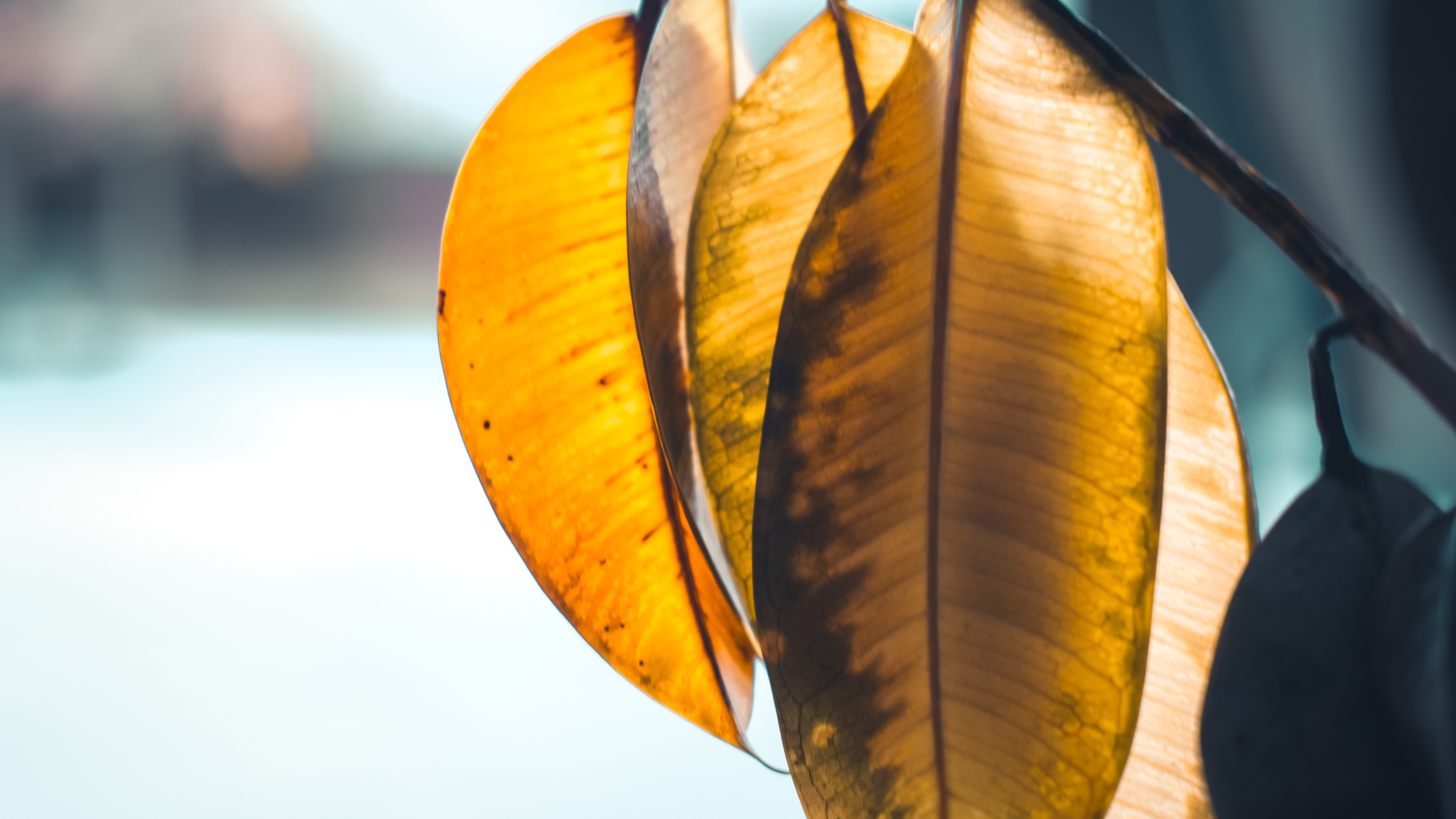 Close-up of translucent yellow and orange leaves with veins HD Wallpaper