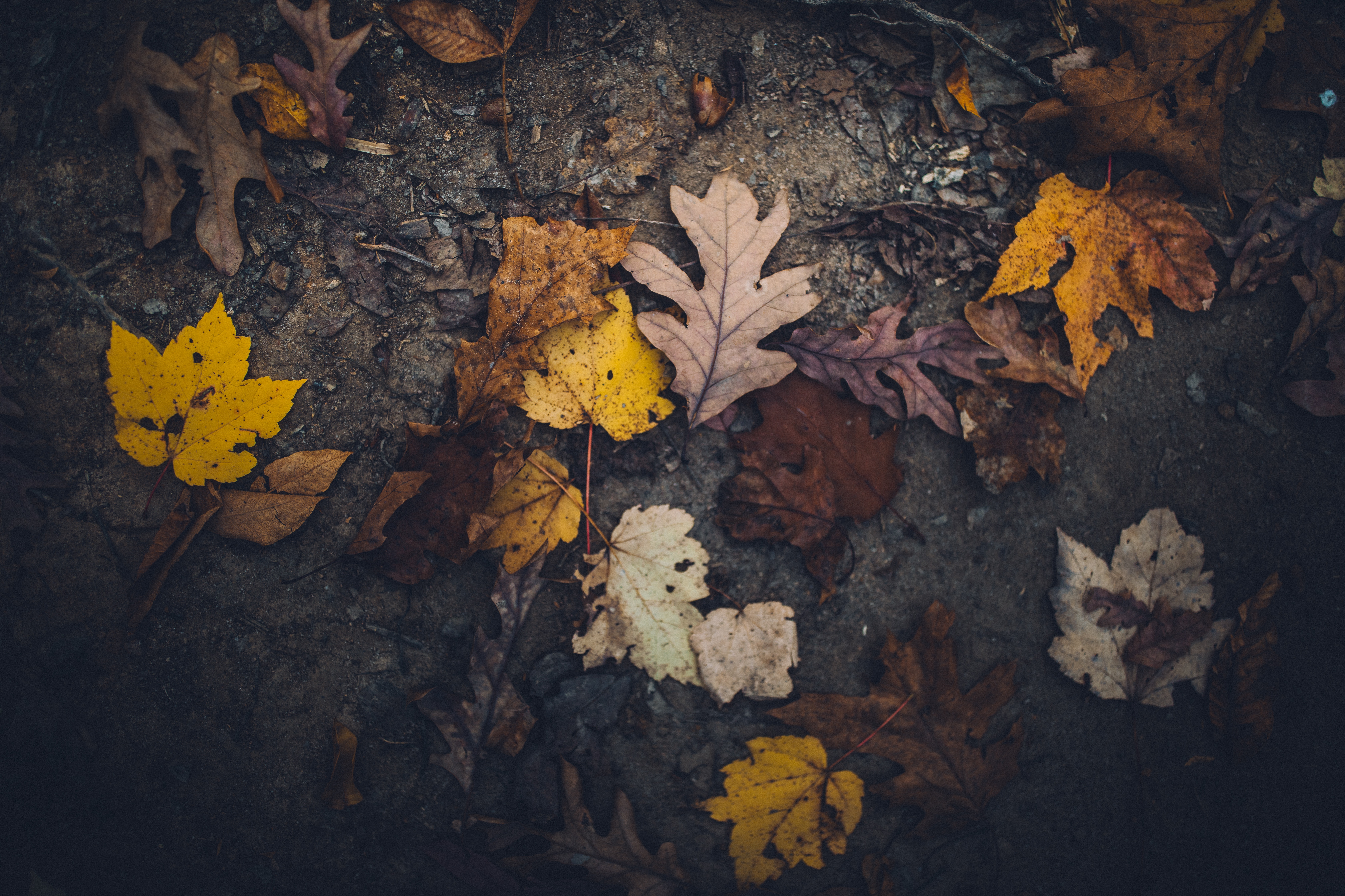 Fallen autumn leaves on dark ground HD Wallpaper