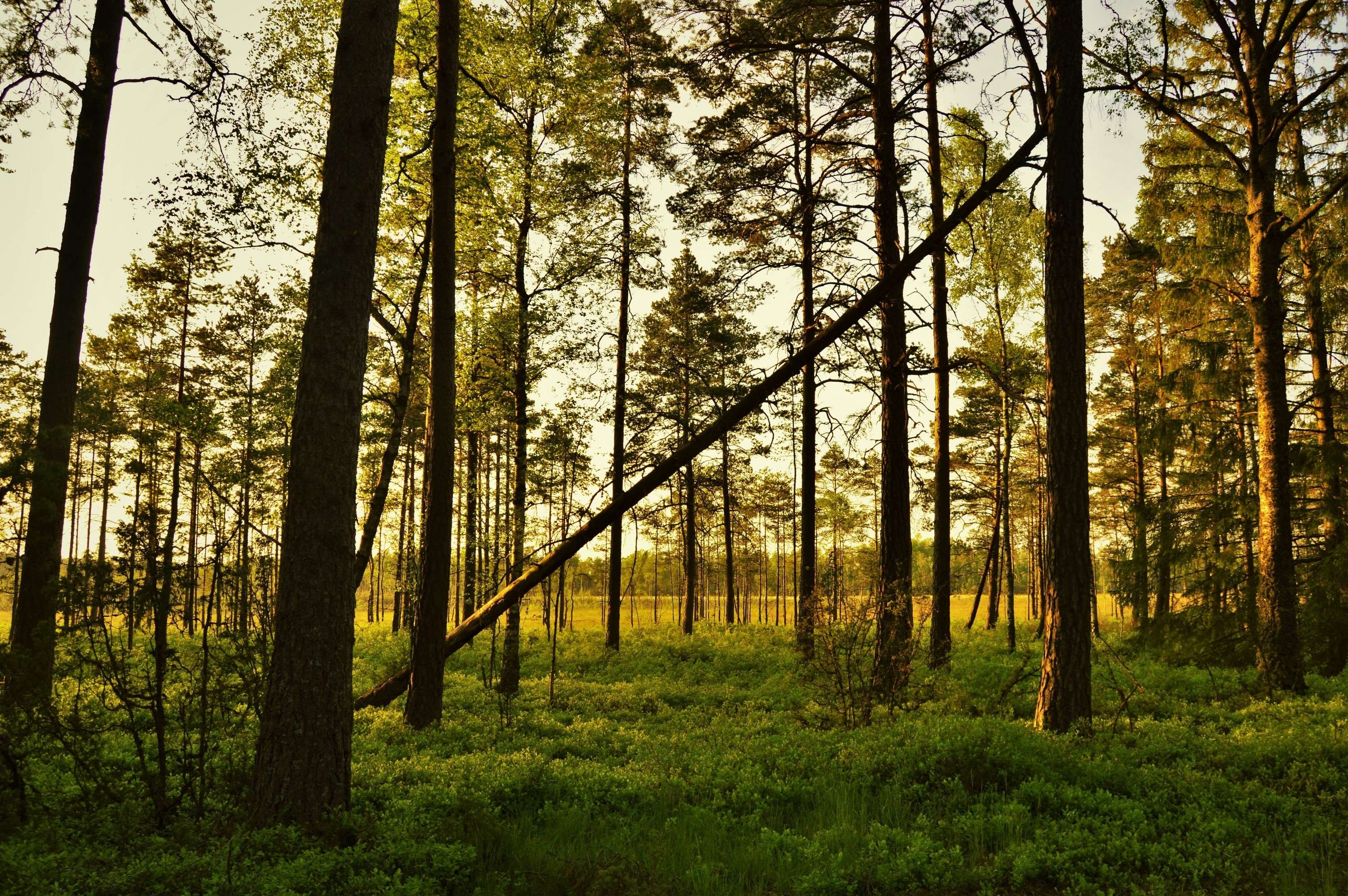 Forest in Sweden at sunset HD Wallpaper