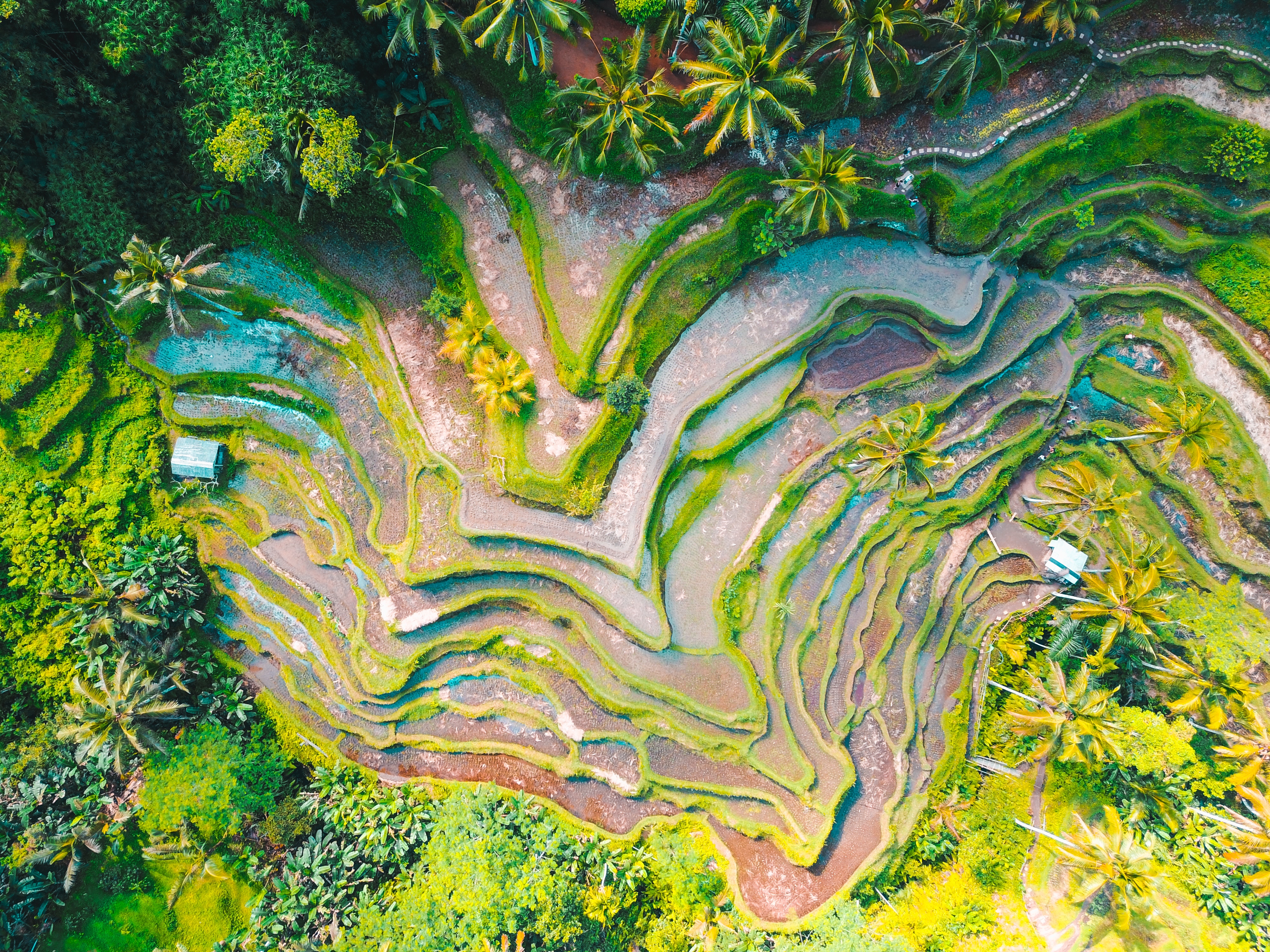 Aerial View of Terraced Rice Fields in Ubud, Indonesia HD Wallpaper
