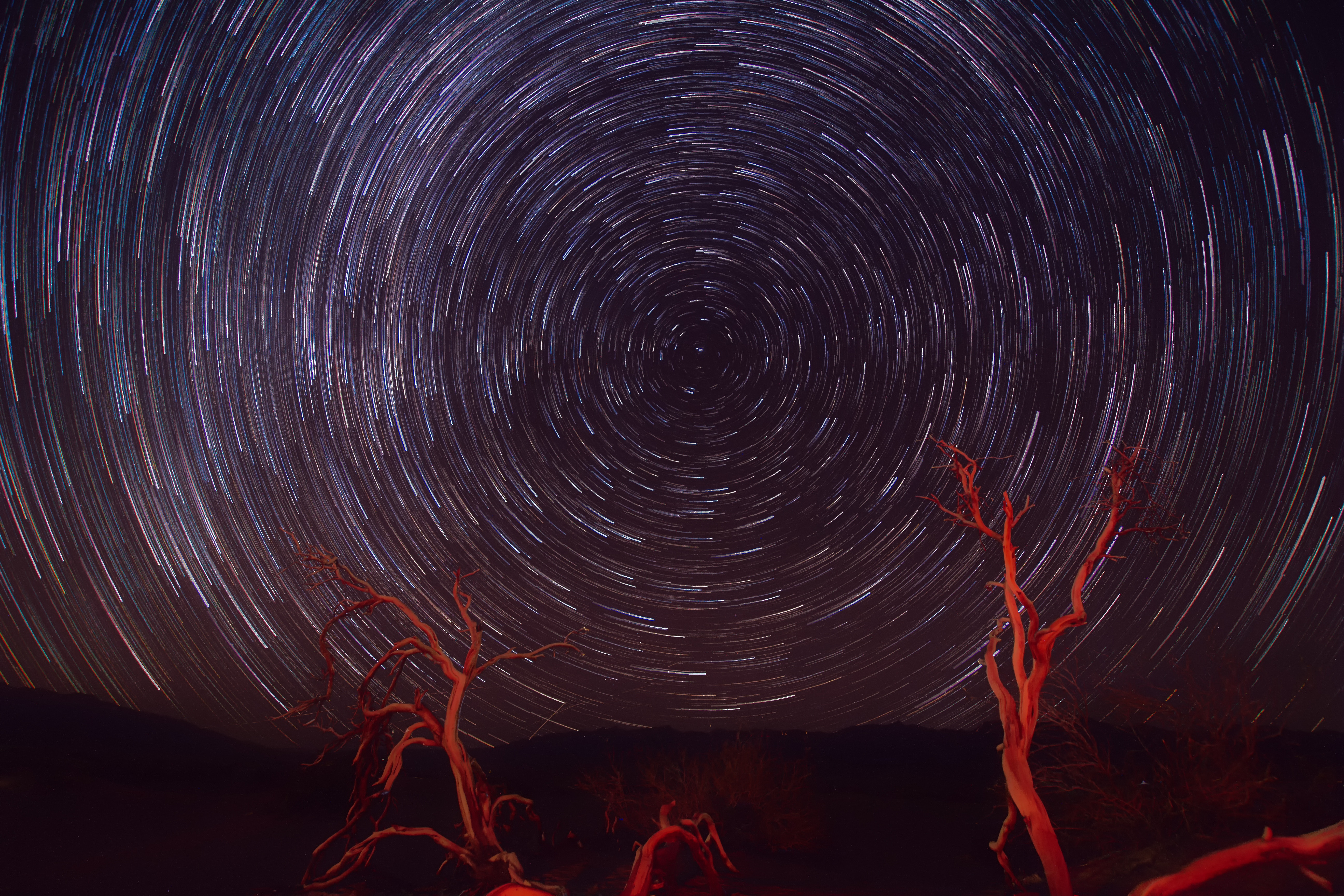 Star trails over desert with dead trees HD Wallpaper