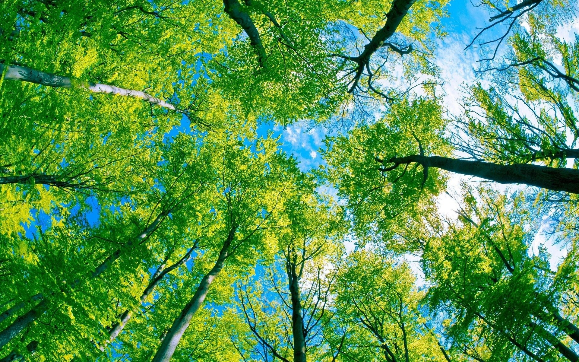 Looking up through green trees at the sky HD Wallpaper