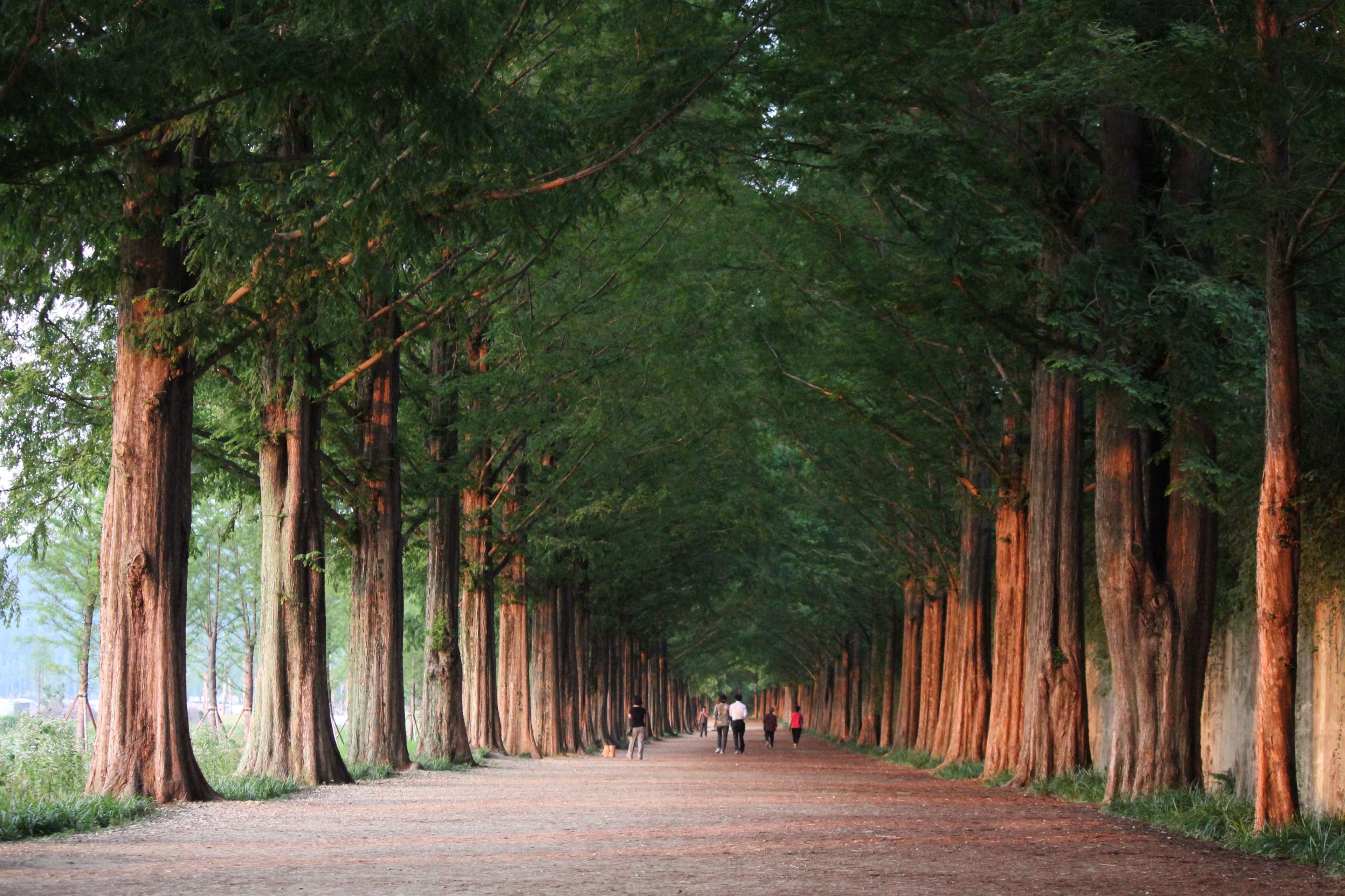 Metasequoia-lined road in Damyang, Korea HD Wallpaper