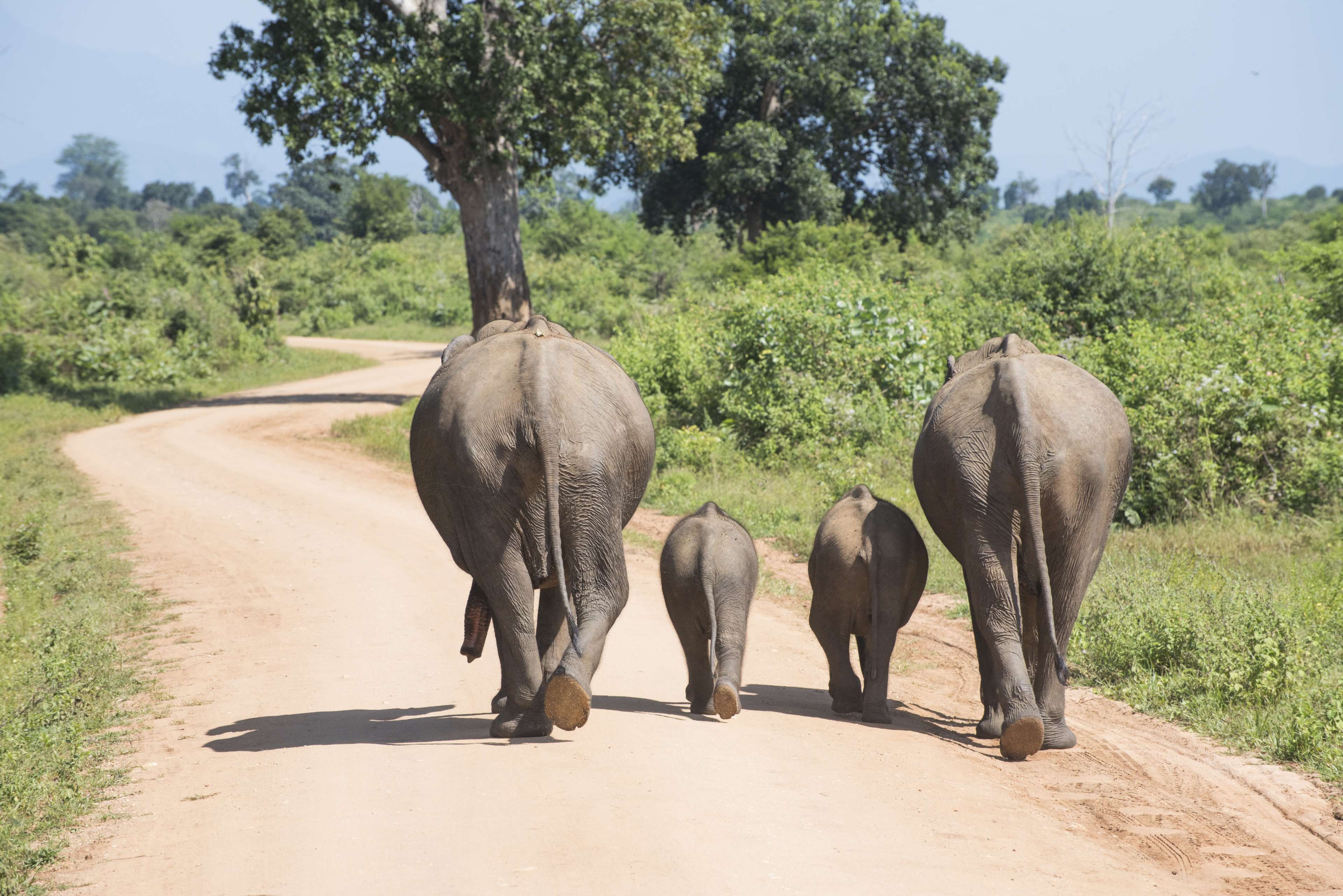 Family of elephants walking on a dirt road HD Wallpaper