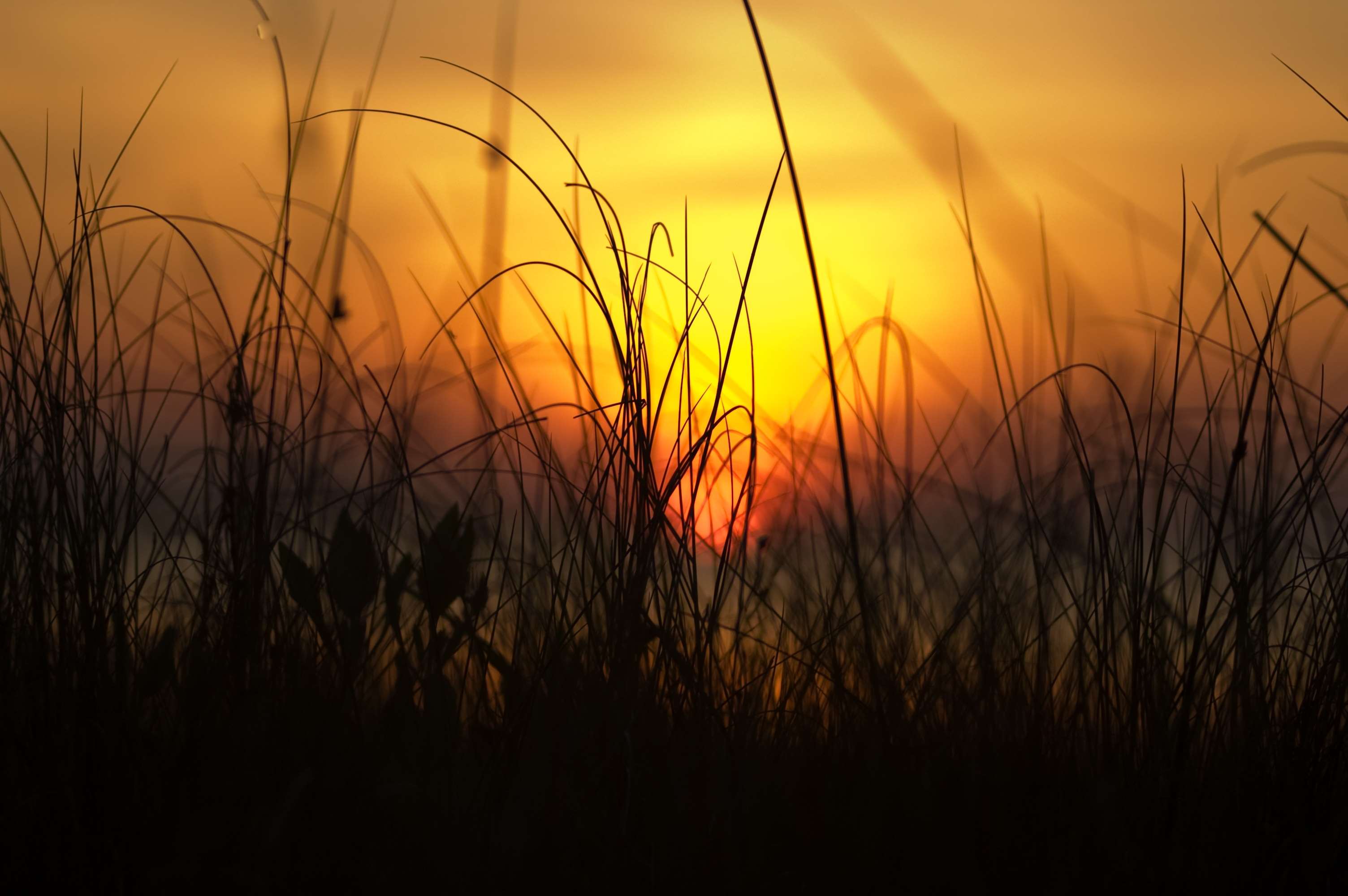 Silhouette of grass against a vibrant sunset HD Wallpaper