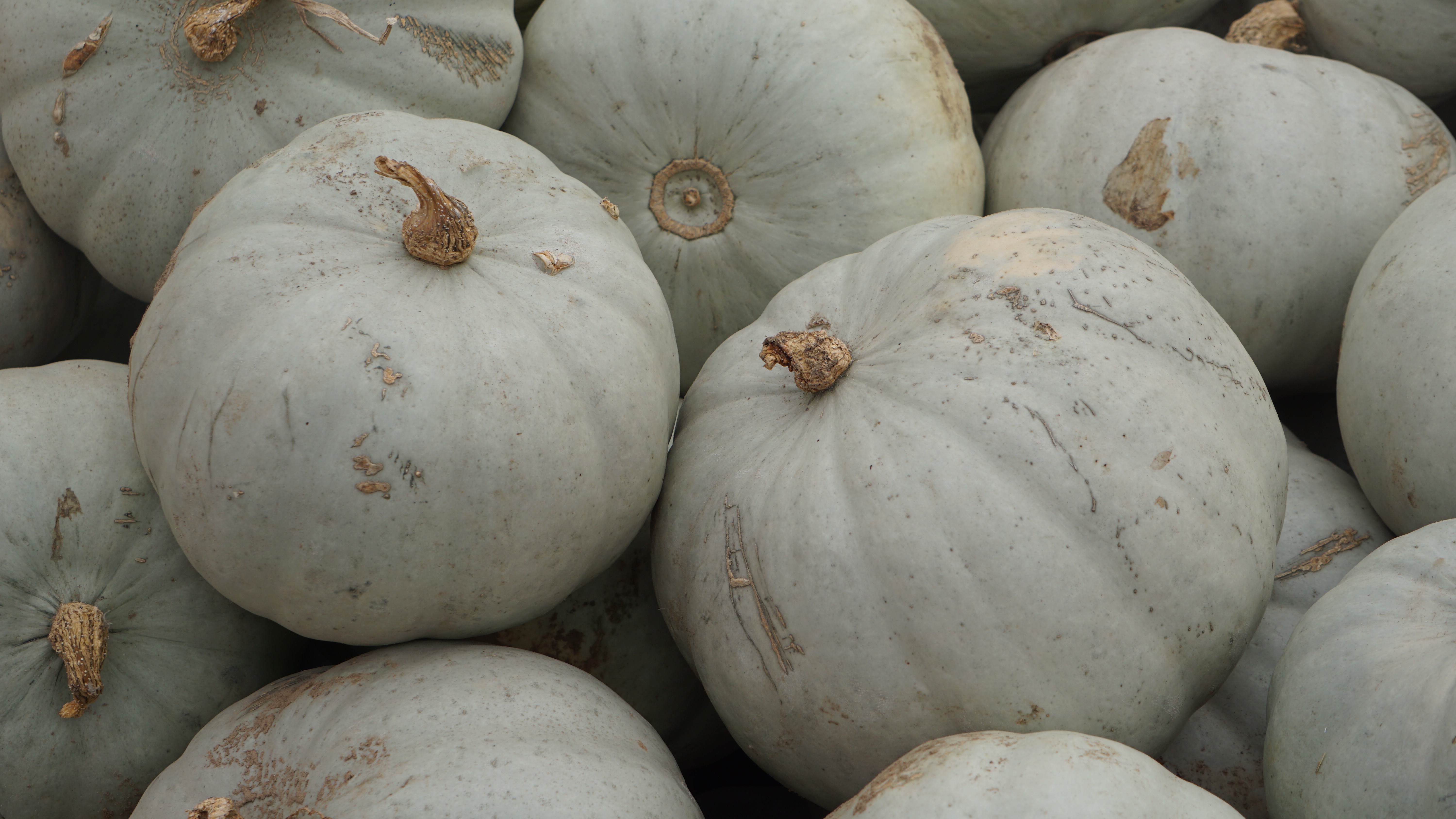 A pile of pale blue pumpkins HD Wallpaper
