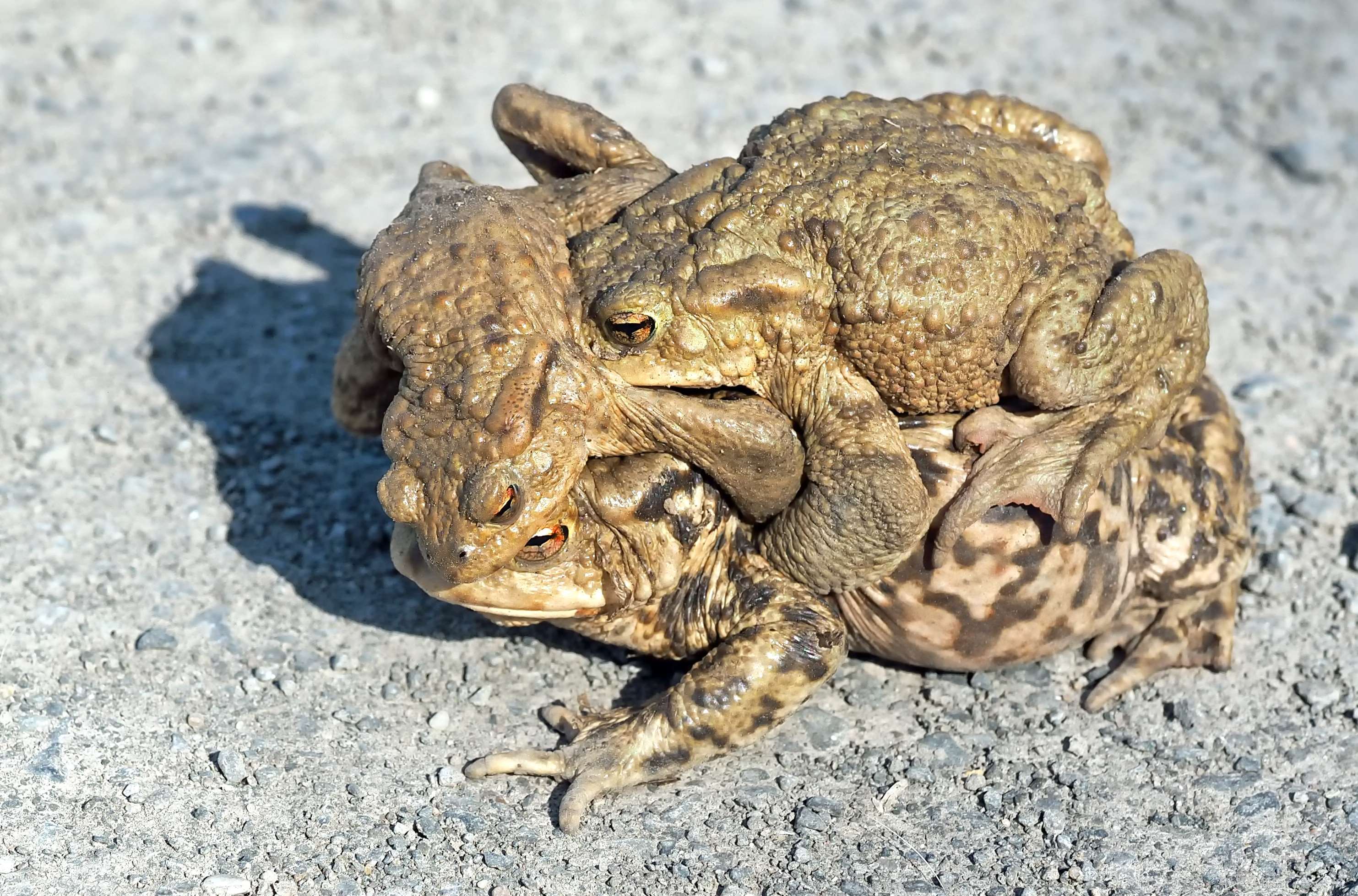 Two toads mating on a gravelly surface HD Wallpaper