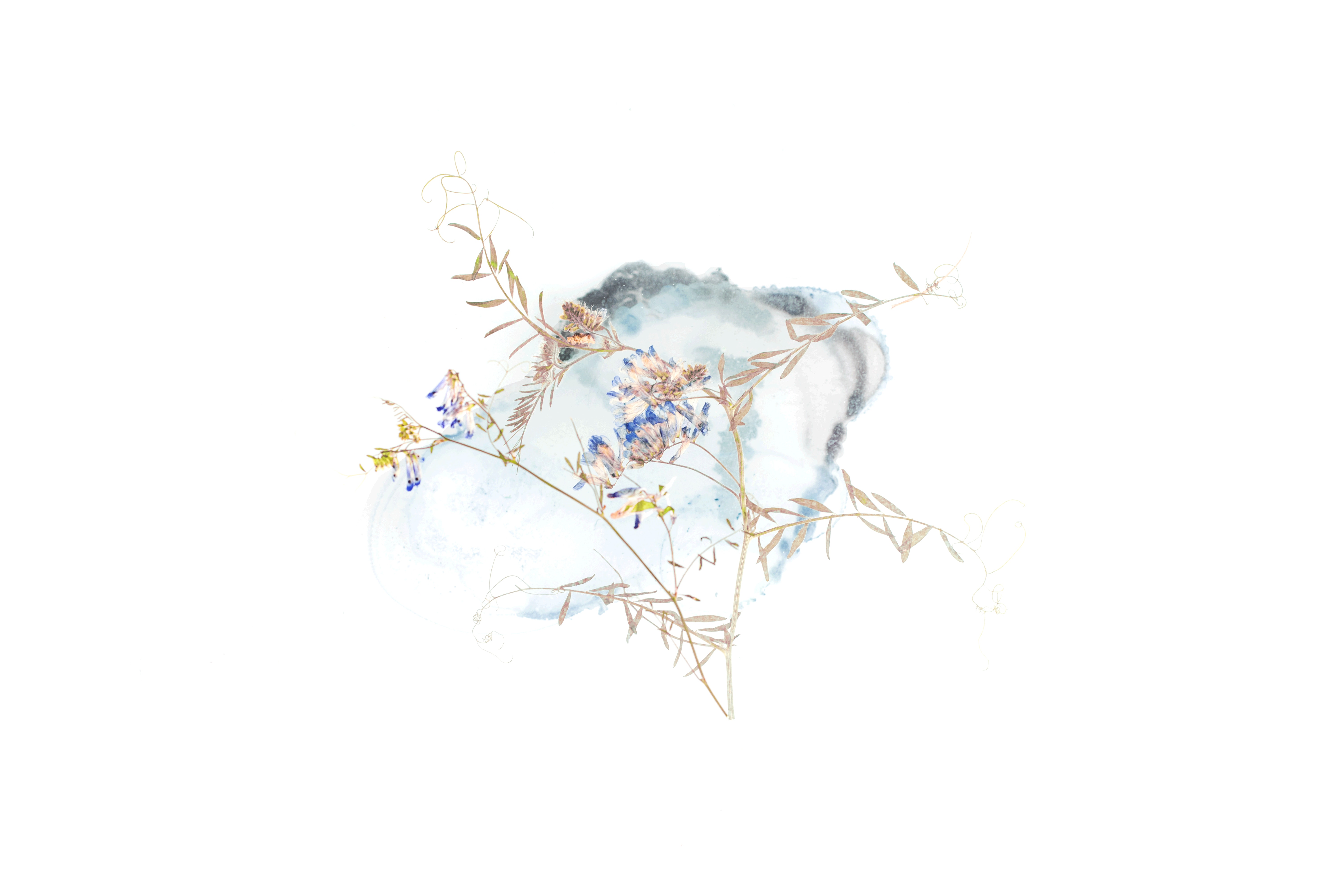 Watercolor painting of delicate wildflowers with blue and purple blooms HD Wallpaper