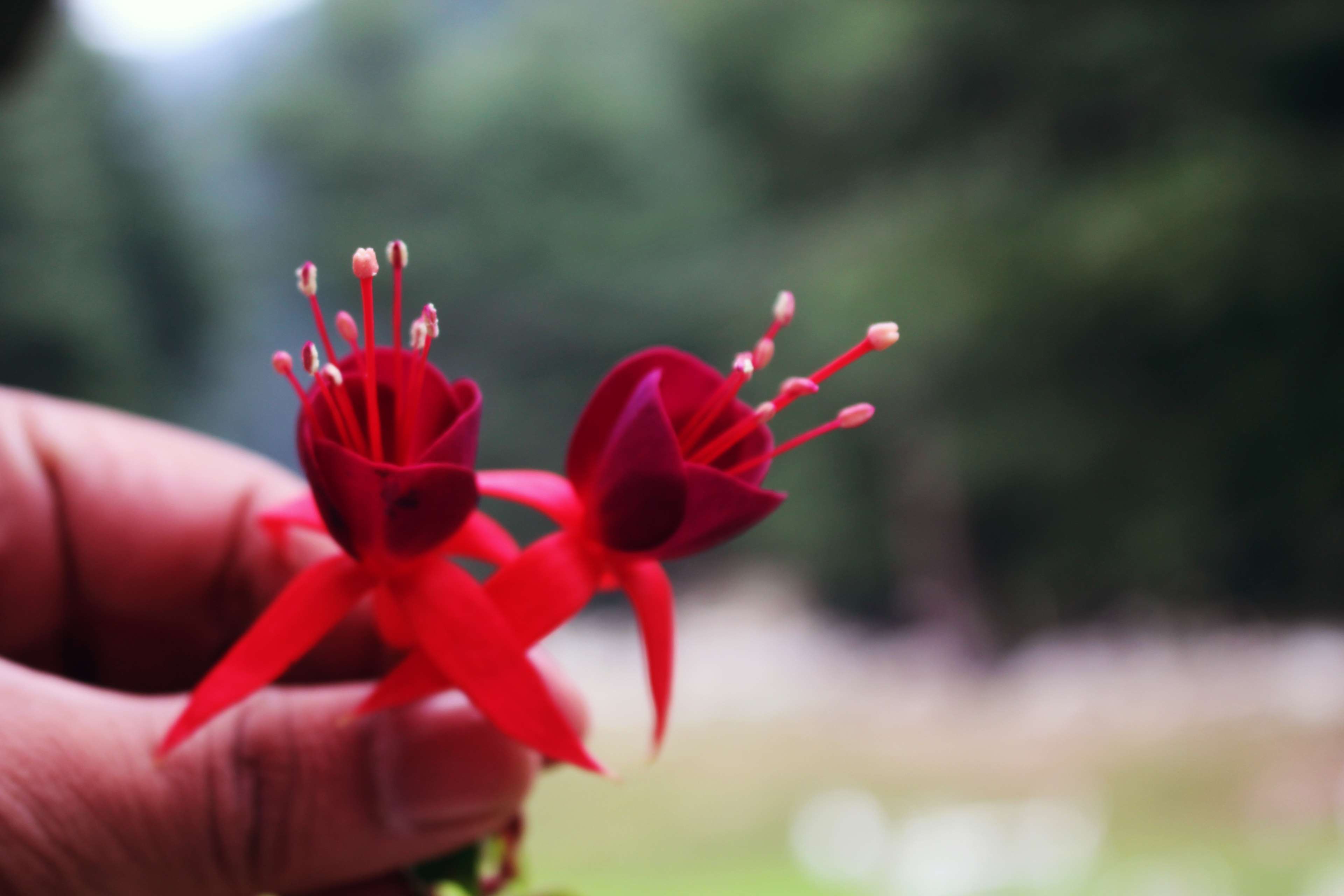 Two red fuchsia flowers held by a hand HD Wallpaper