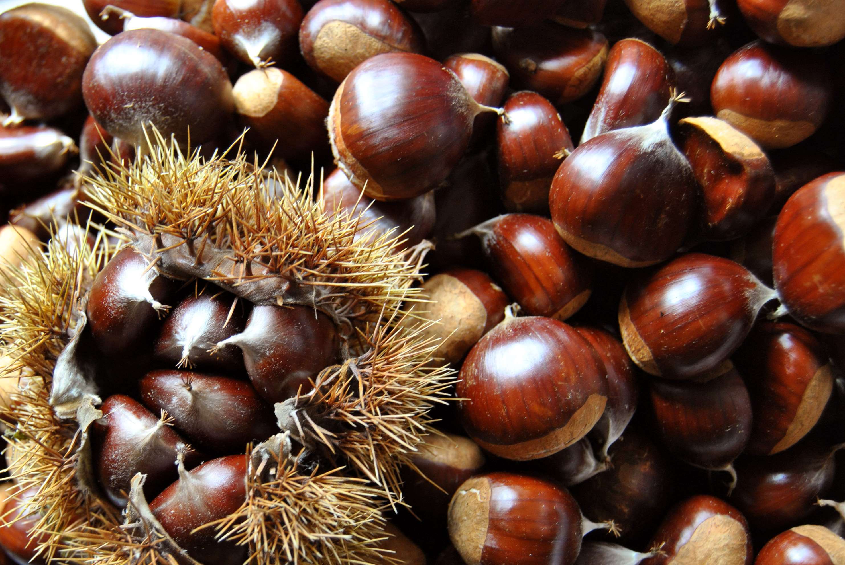 Chestnuts in a spiky husk HD Wallpaper