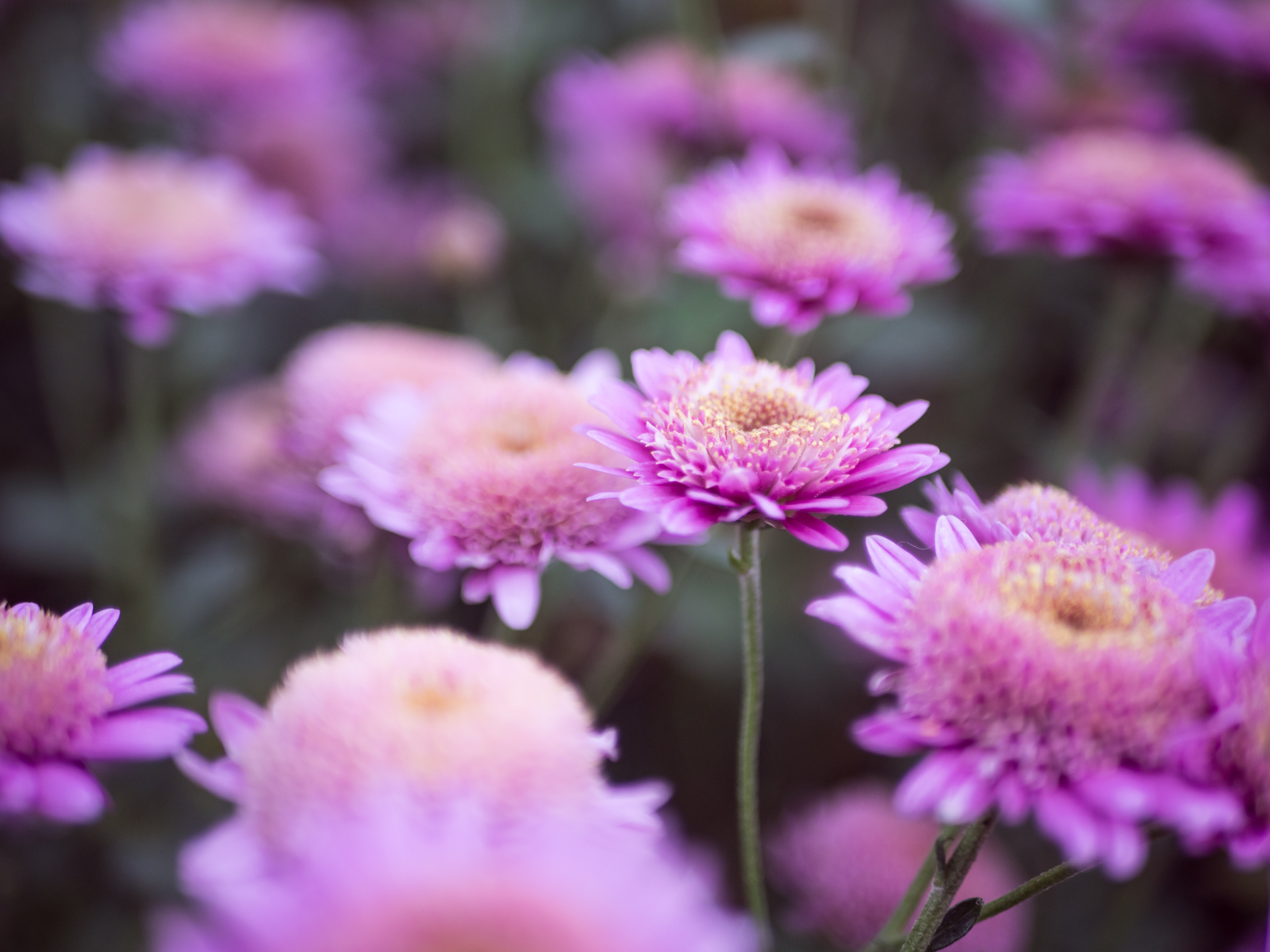 Purple chrysanthemums blooming in a garden HD Wallpaper
