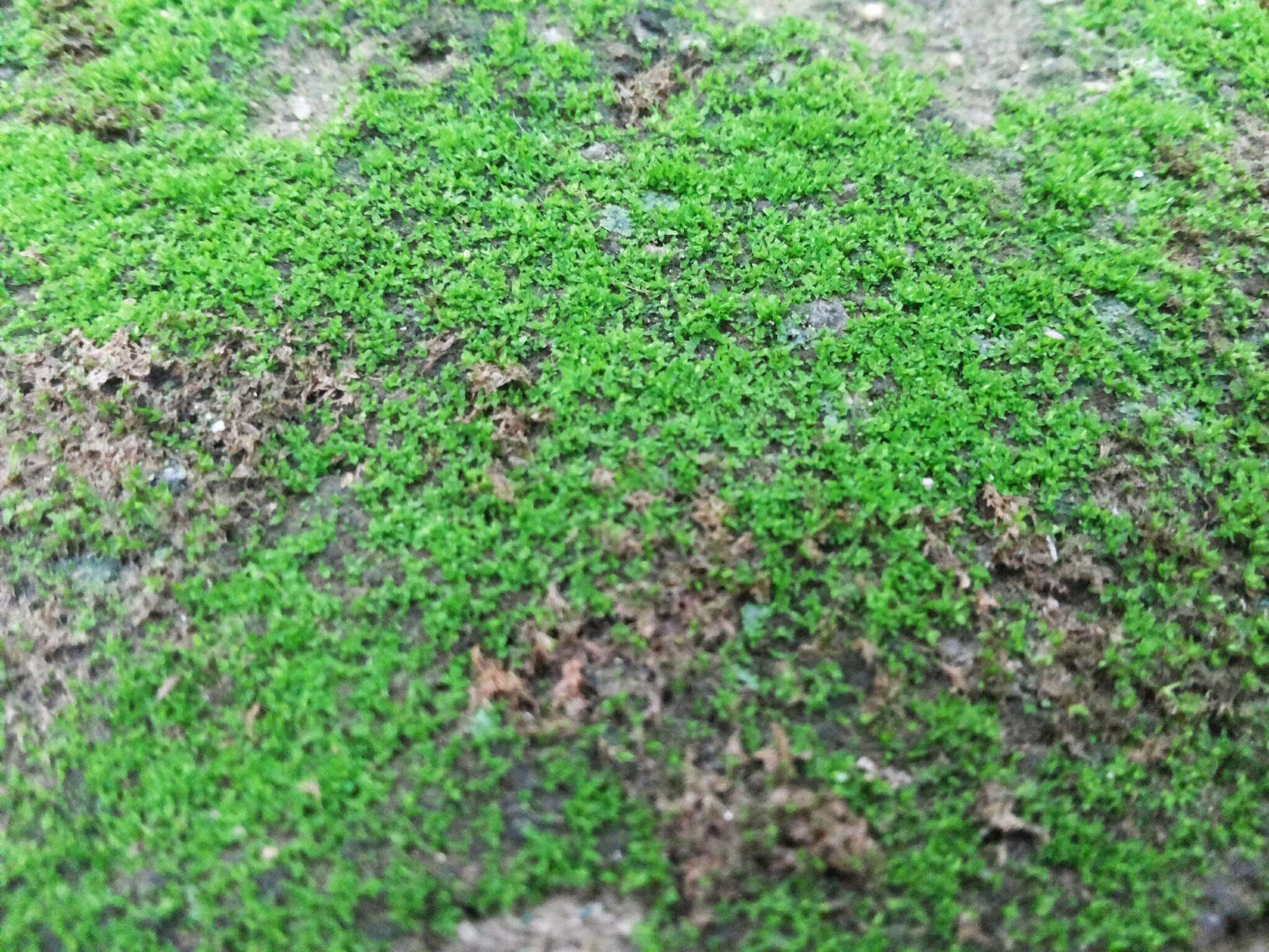 Close-up of green moss growing on soil HD Wallpaper