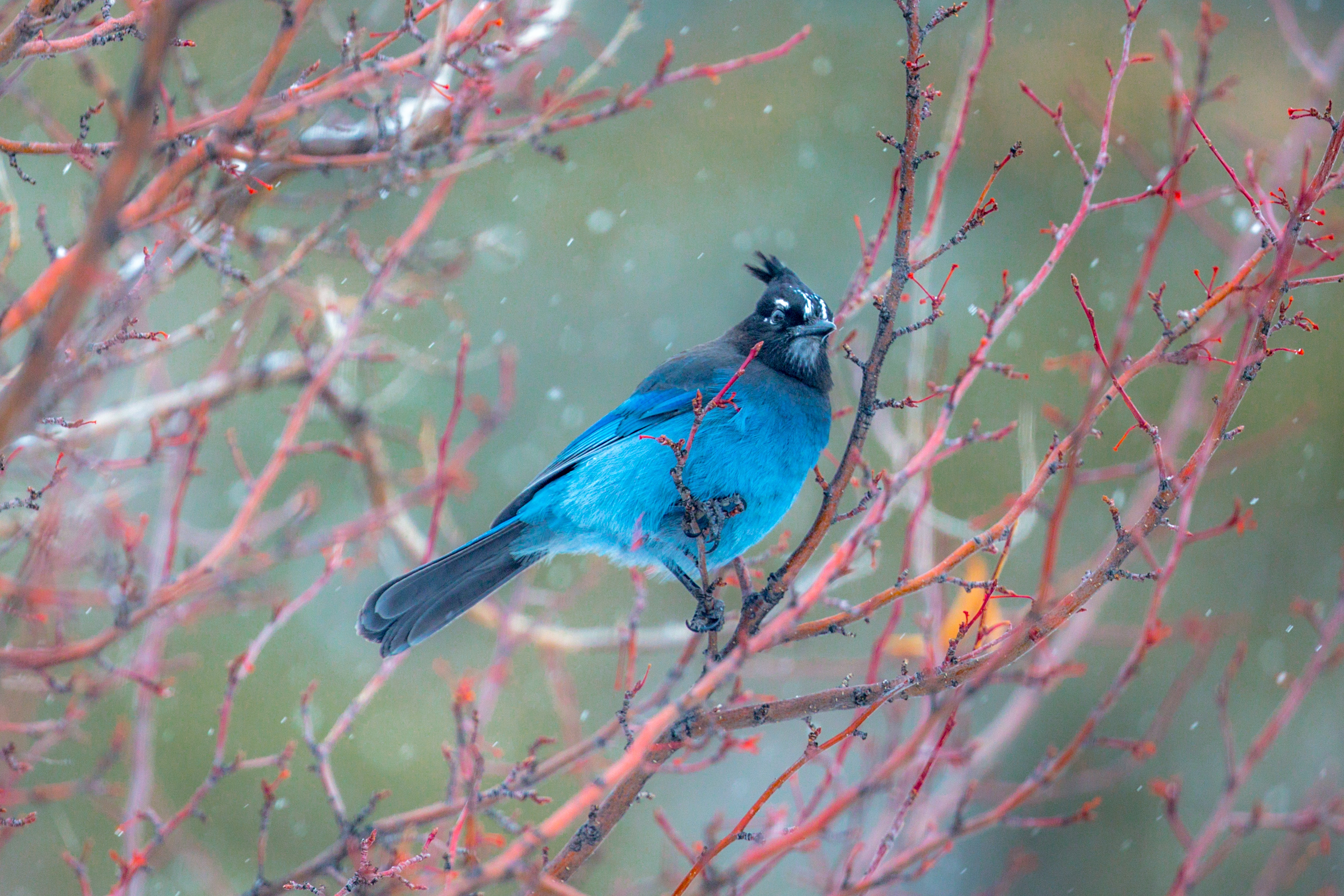 Blue bird perched on a snowy branch HD Wallpaper