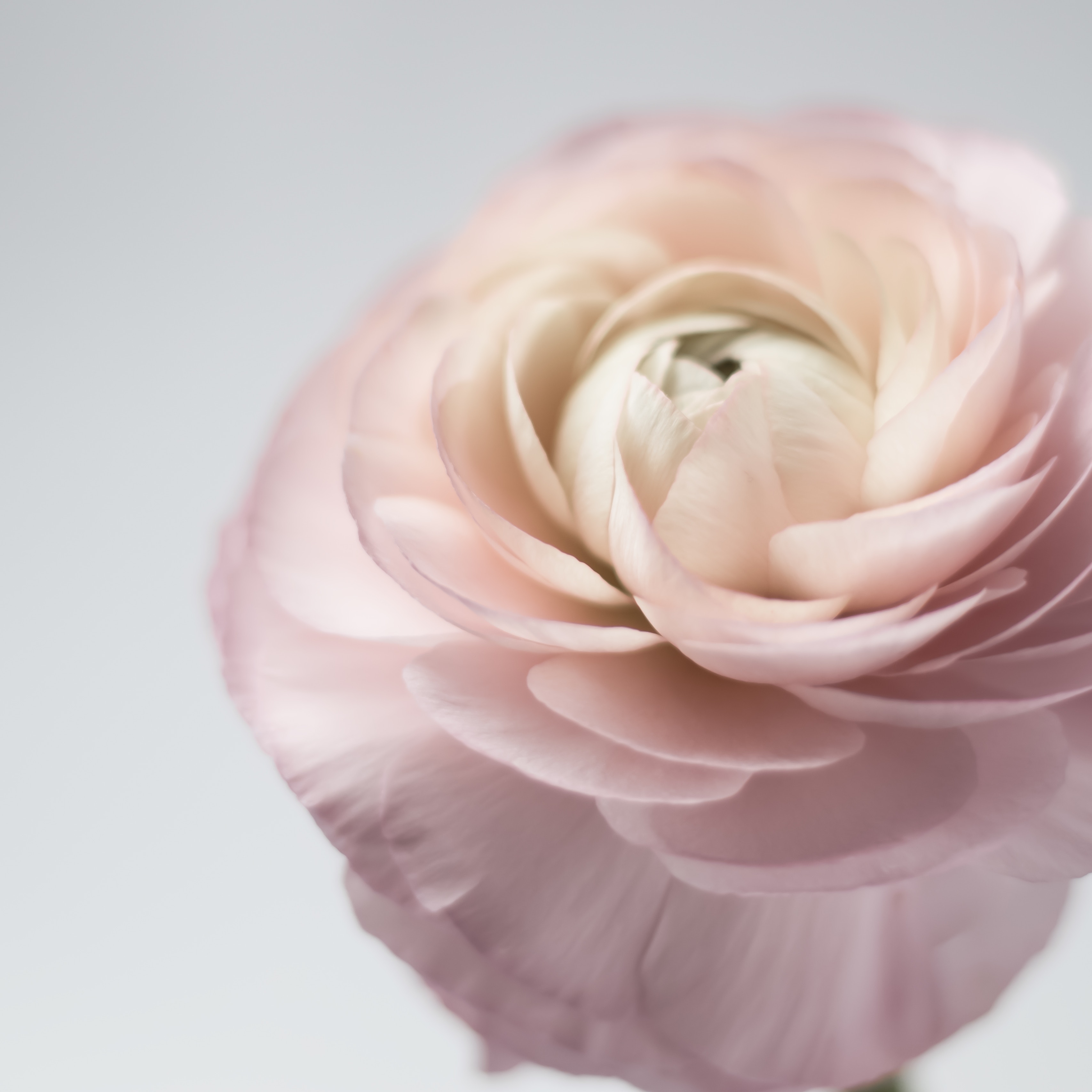 Close up of a pink ranunculus flower HD Wallpaper