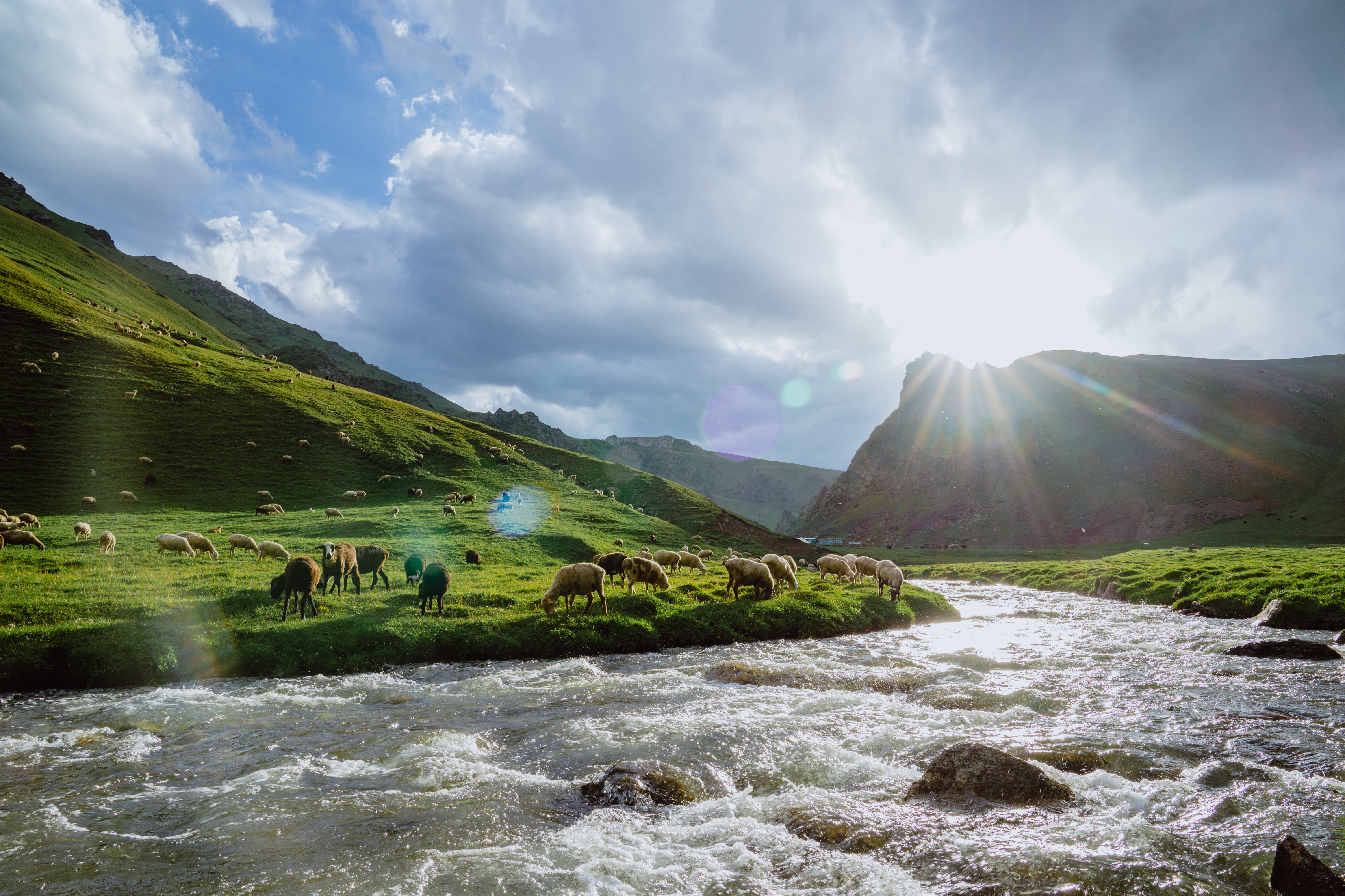 Sheep grazing by a river in a mountain valley HD Wallpaper