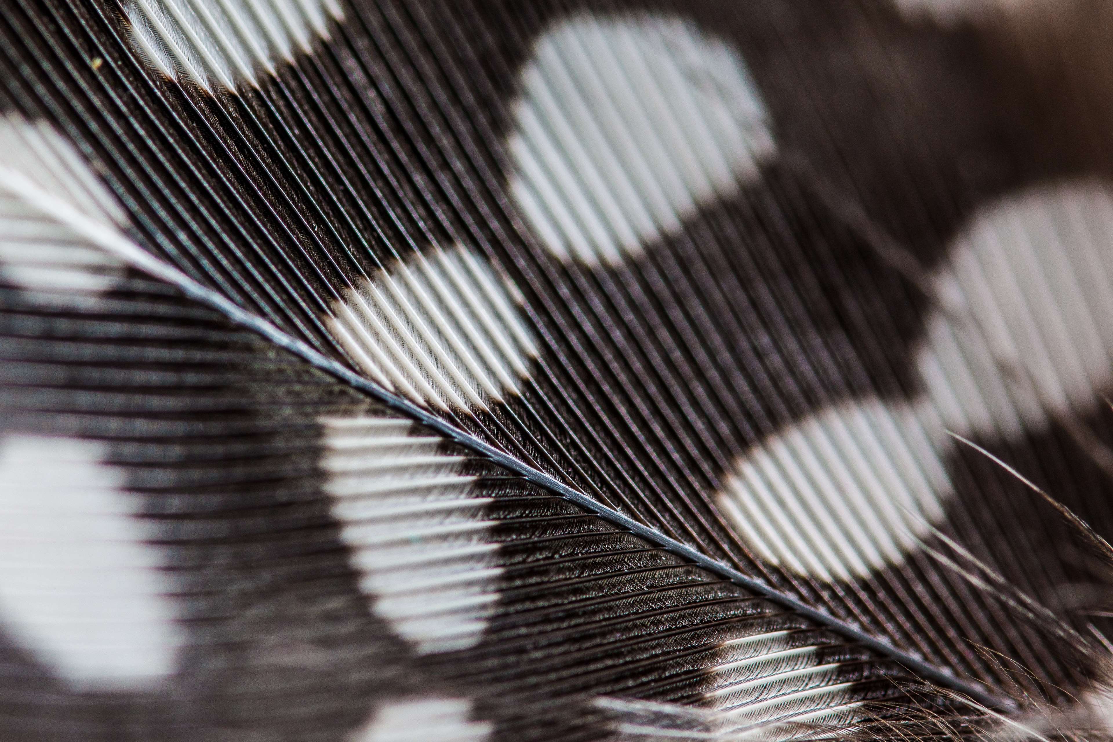 Close-up of a Guinea Fowl Feather Texture 4K HD Wallpaper