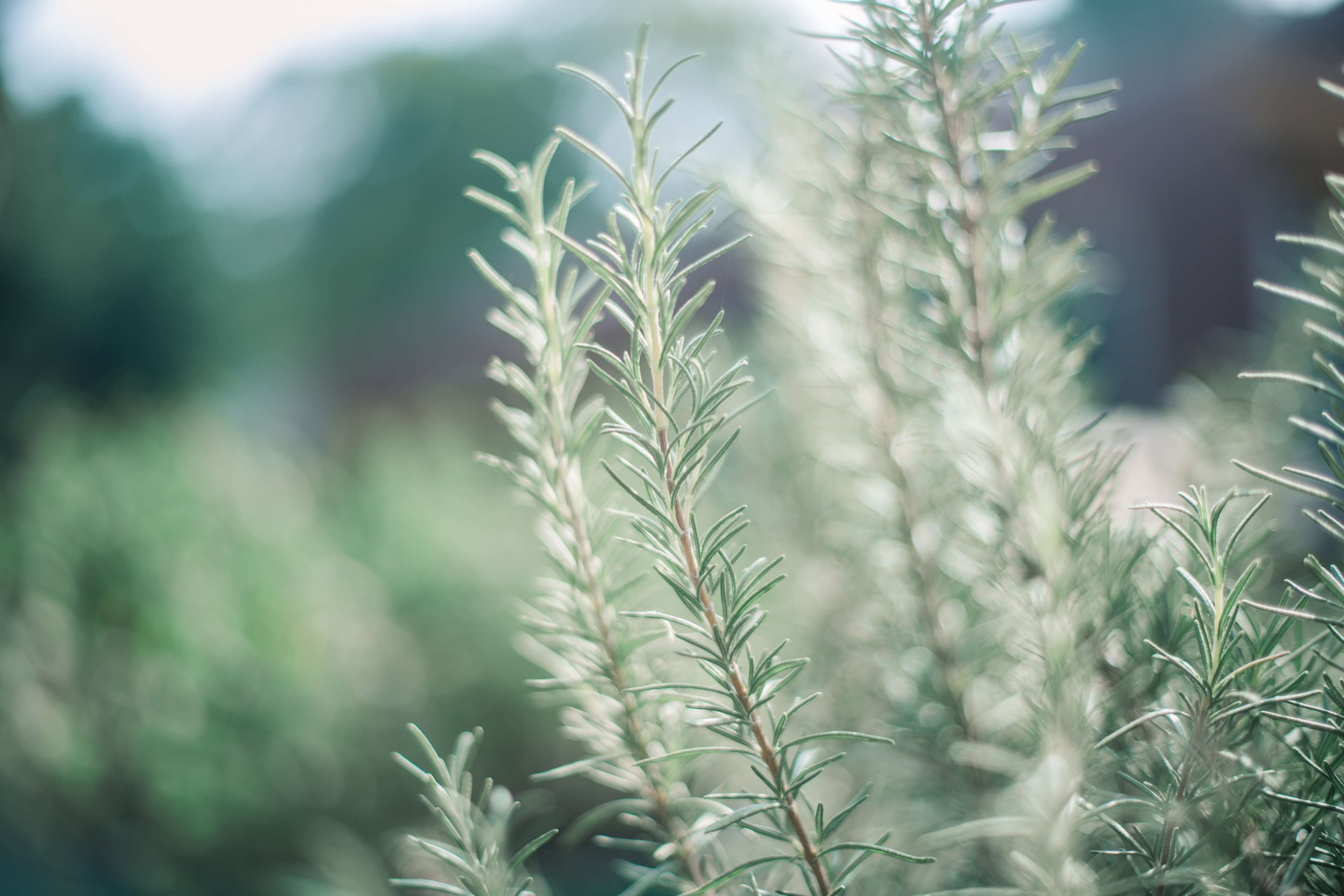 Rosemary plant in soft focus 4K HD Wallpaper
