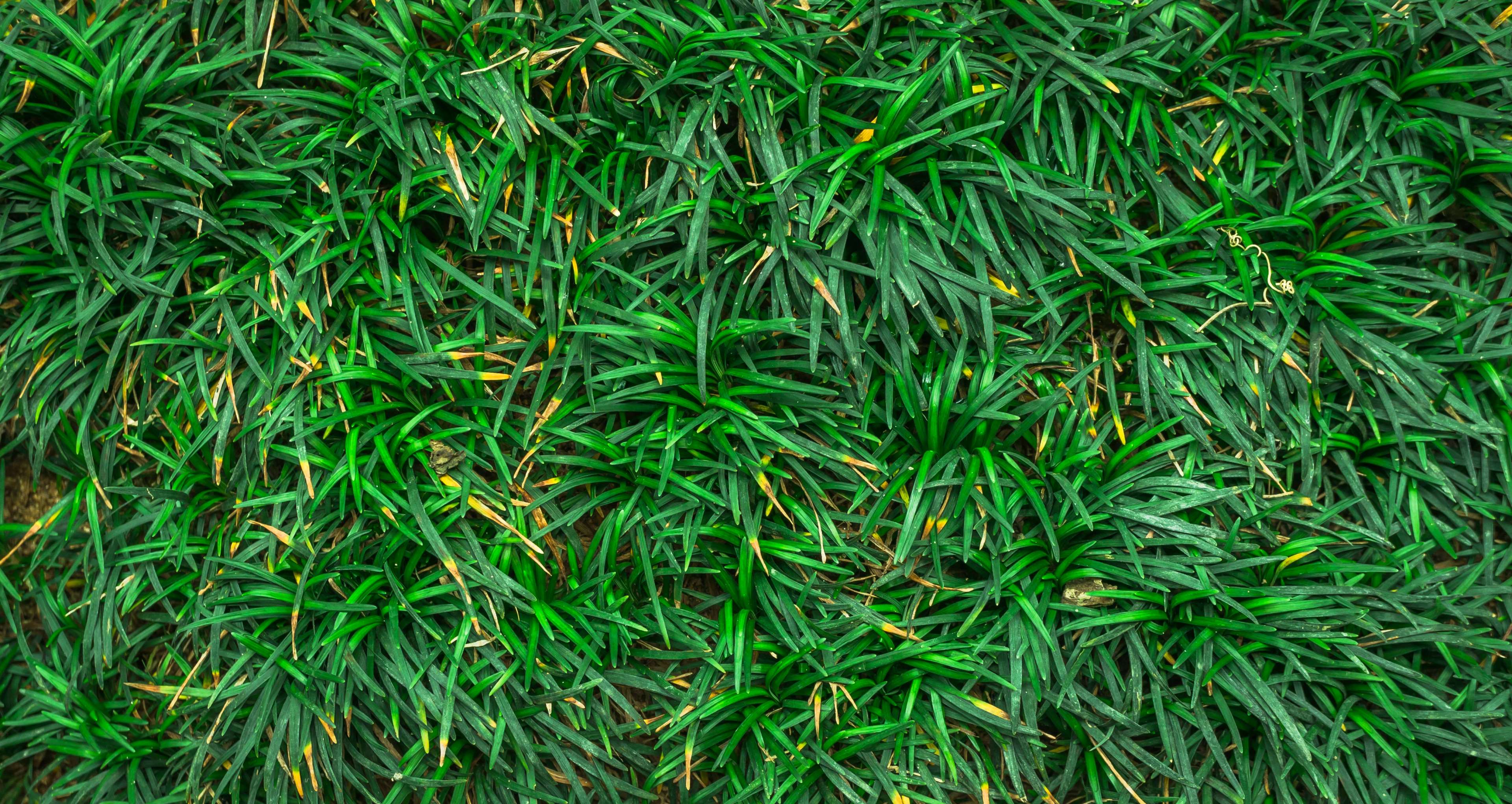 Green grass texture with yellowing tips HD Wallpaper