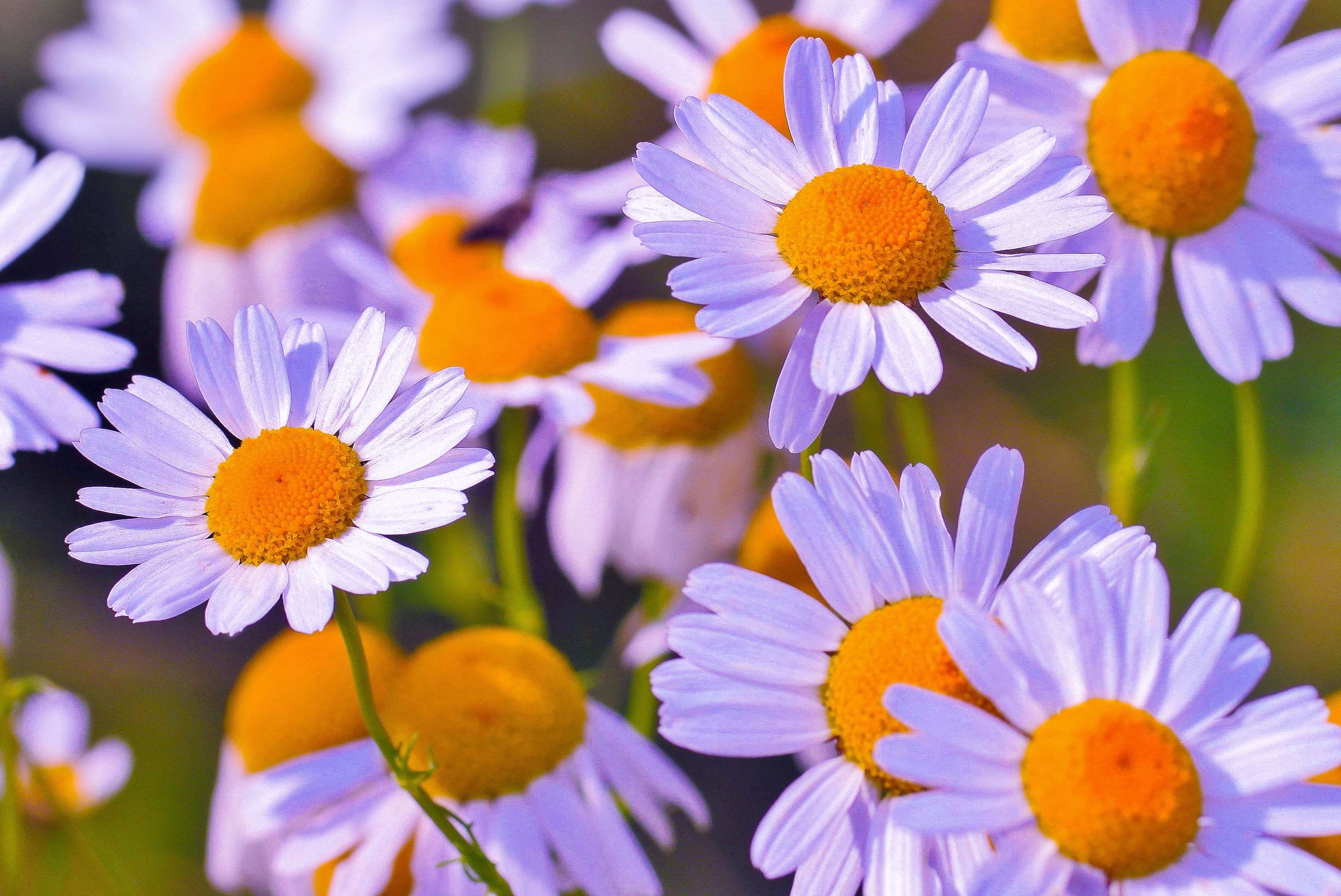 Close-up of white chamomile flowers with yellow centers HD Wallpaper