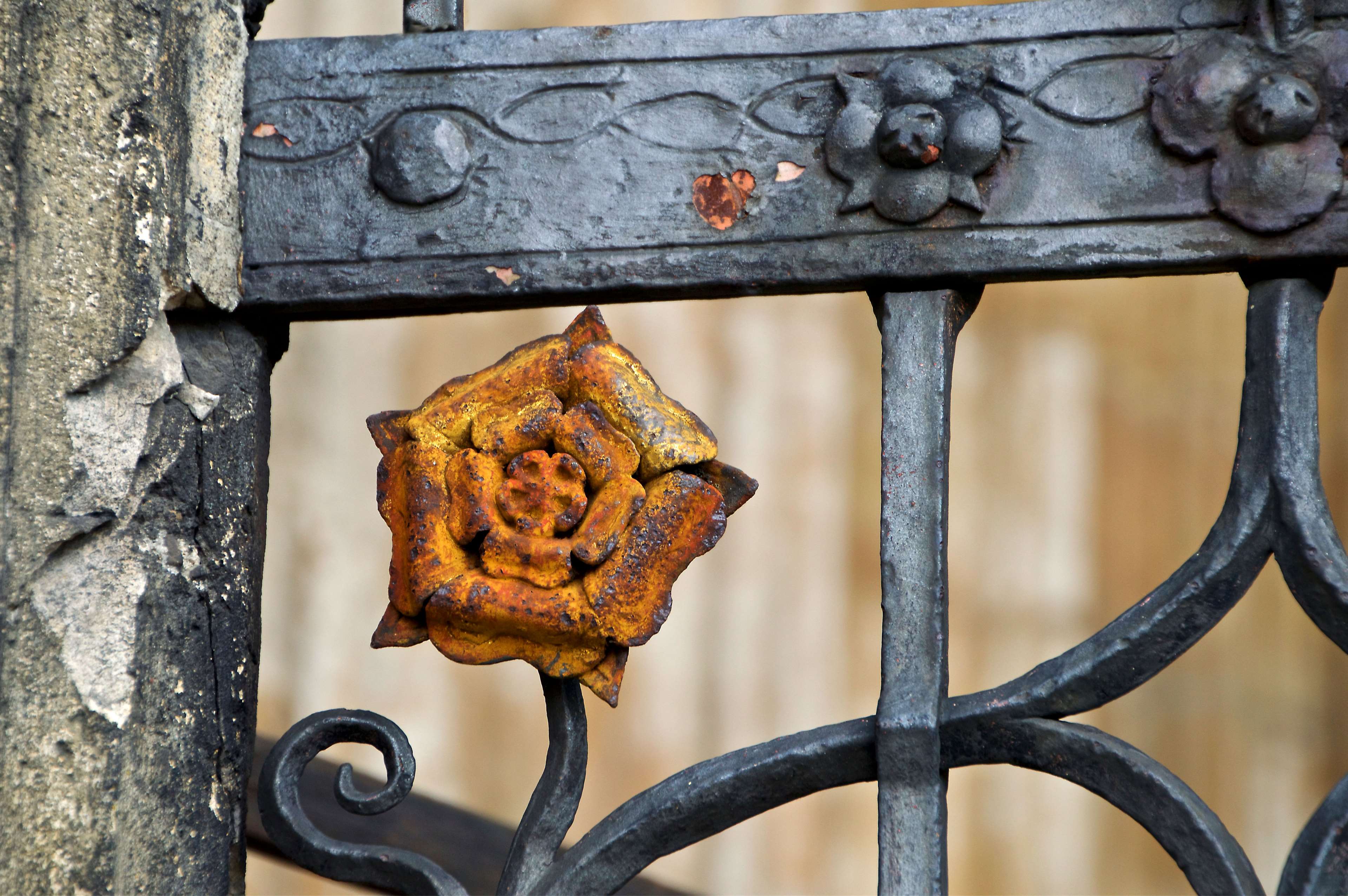 Close-up of a rusty iron rose on a gate HD Wallpaper
