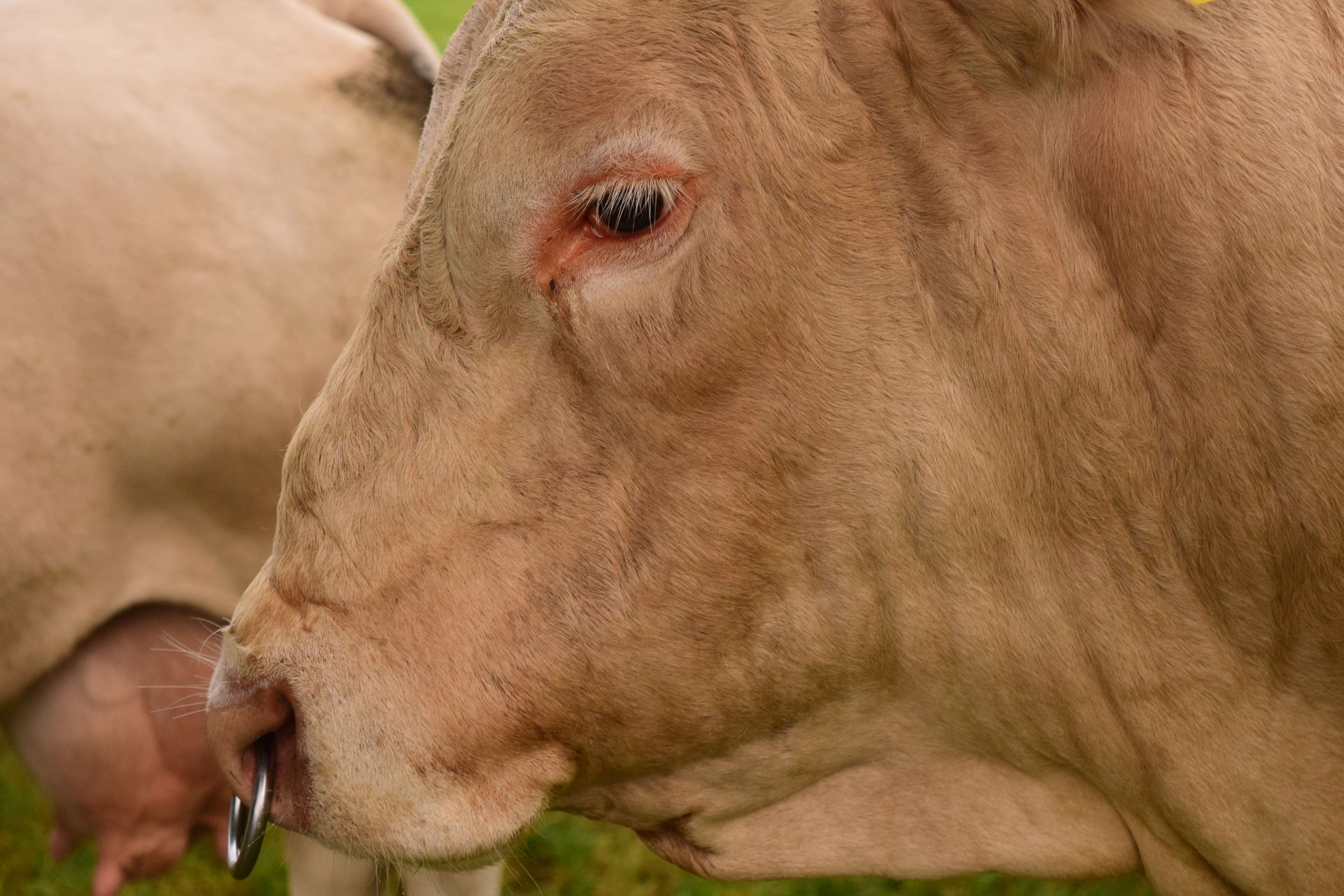 Close-up of a light brown cow with a nose ring HD Wallpaper