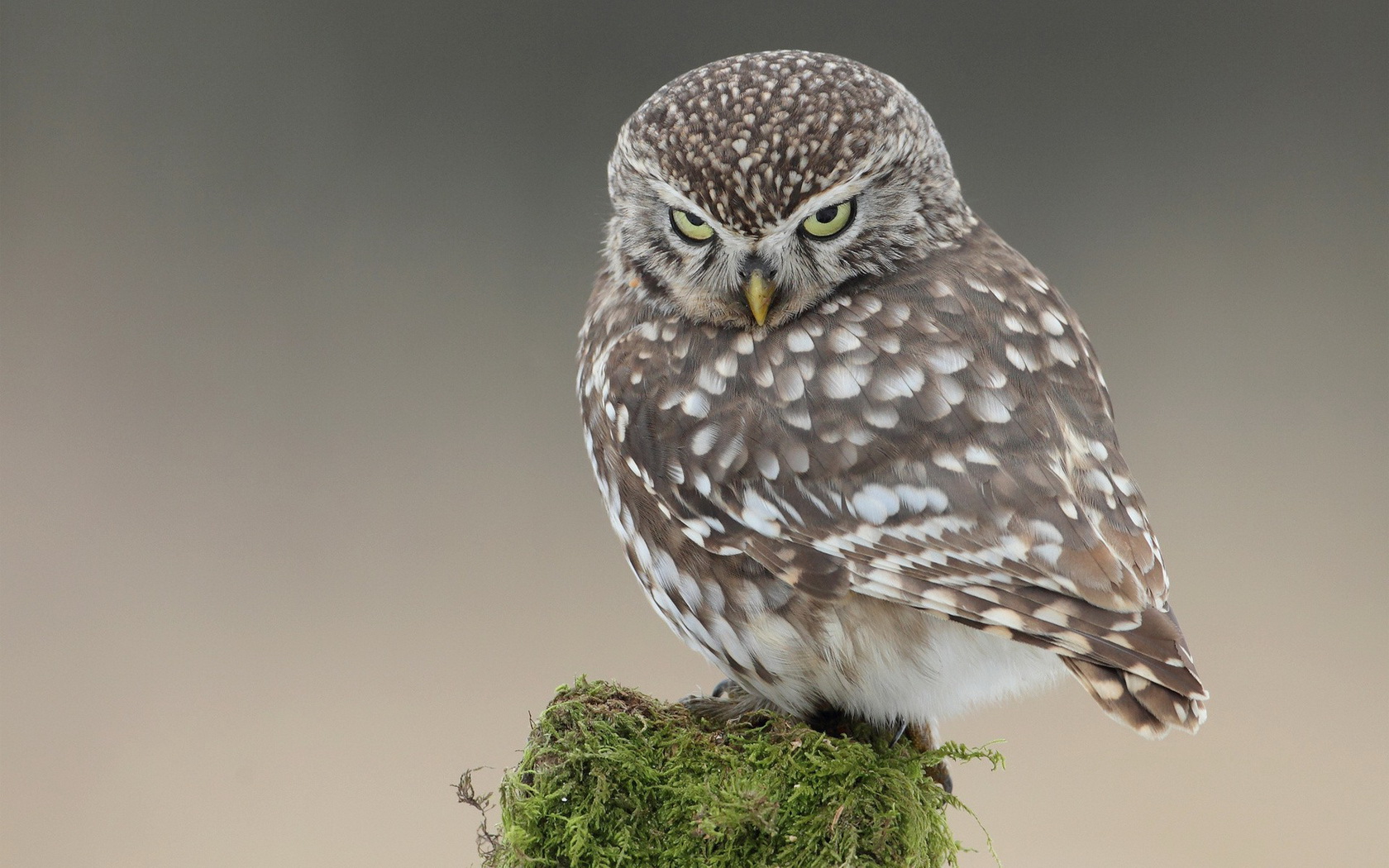 Little owl perched on mossy stump HD Wallpaper