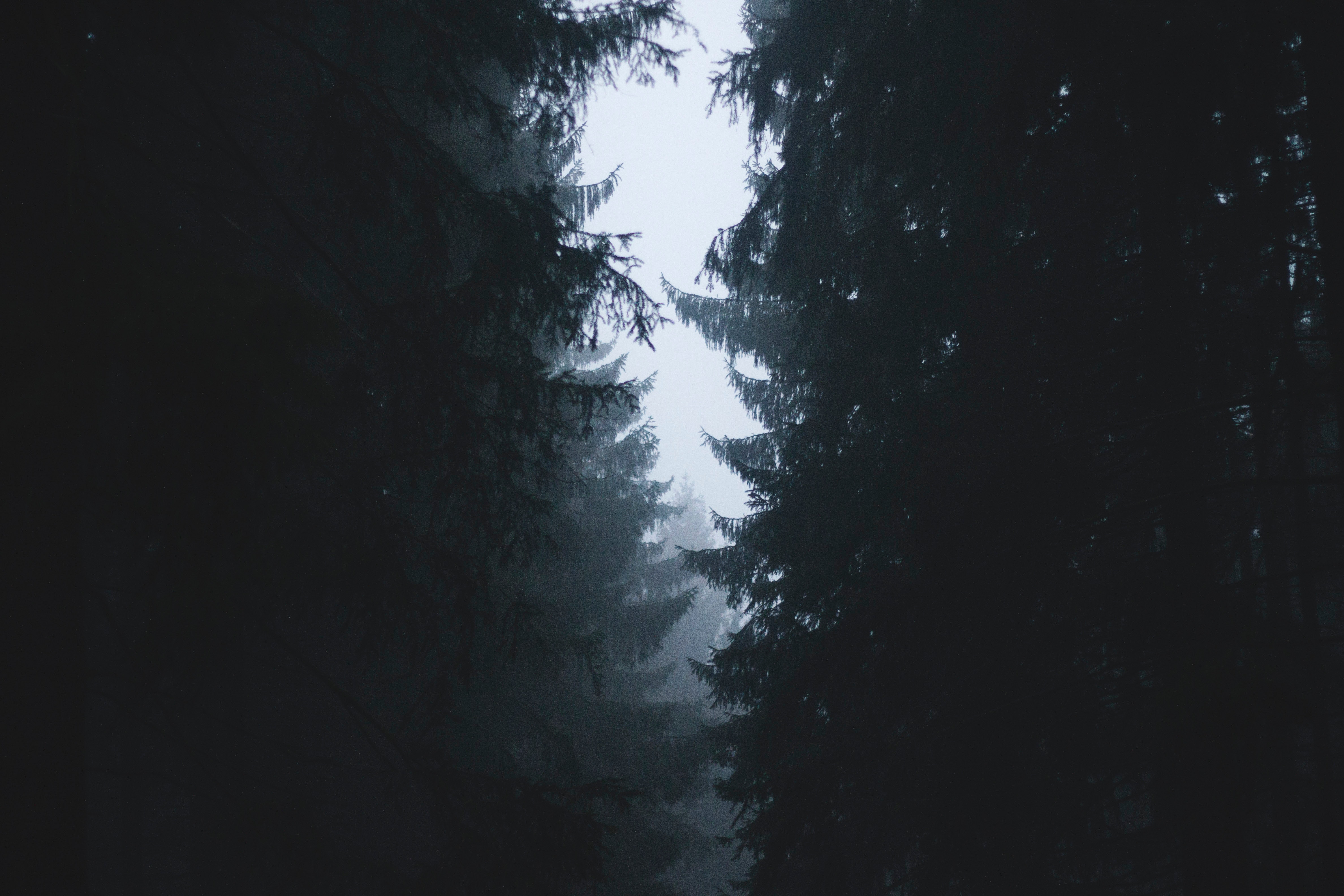 Dark foggy pine forest with light sky HD Wallpaper