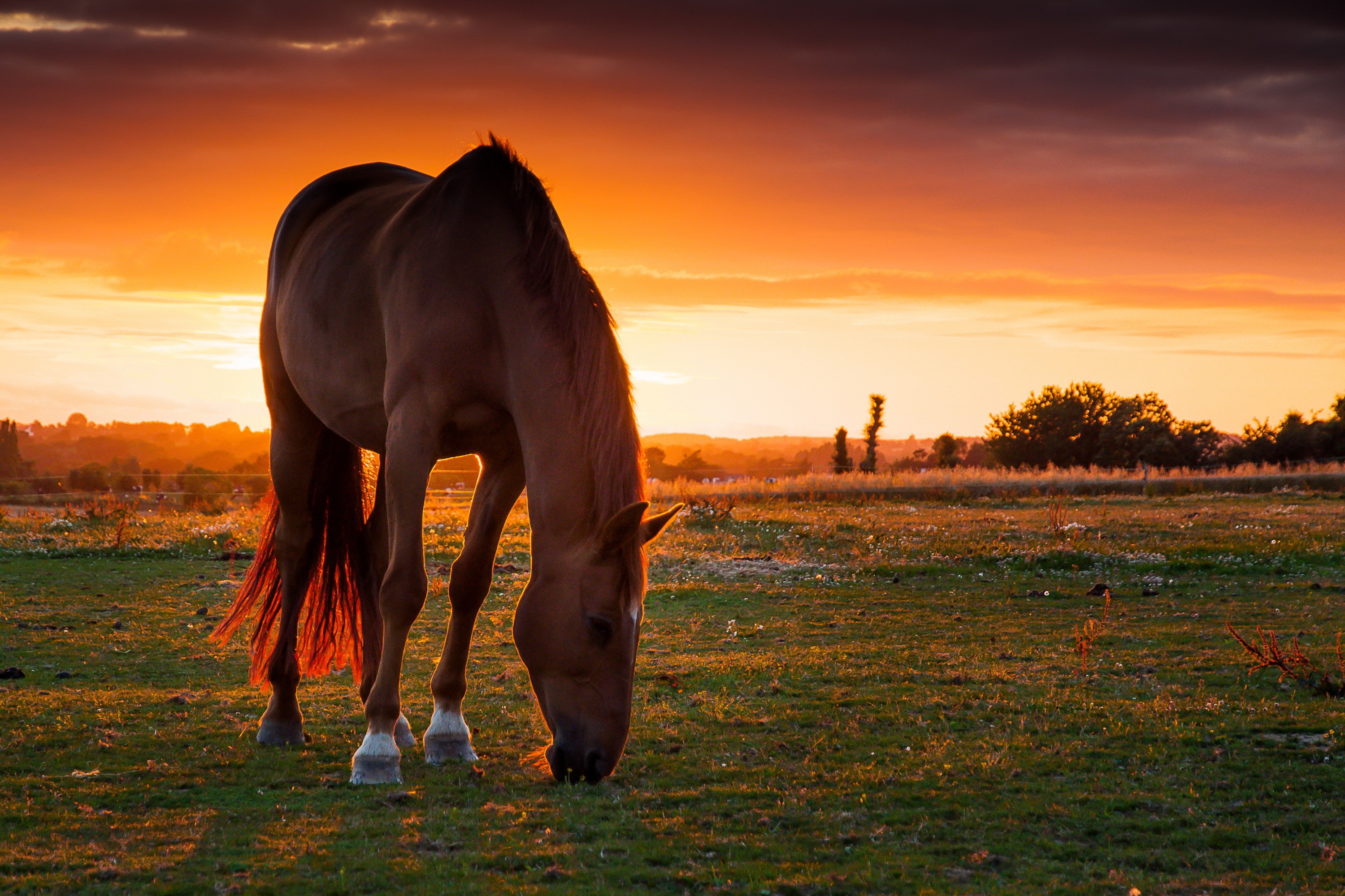 Horse grazing in a field at sunset HD Wallpaper
