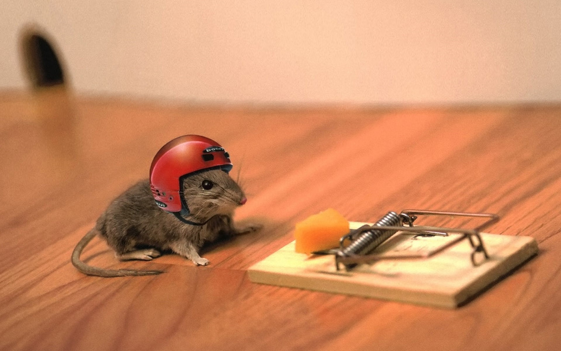 Mouse wearing a helmet near a mouse trap with cheese HD Wallpaper