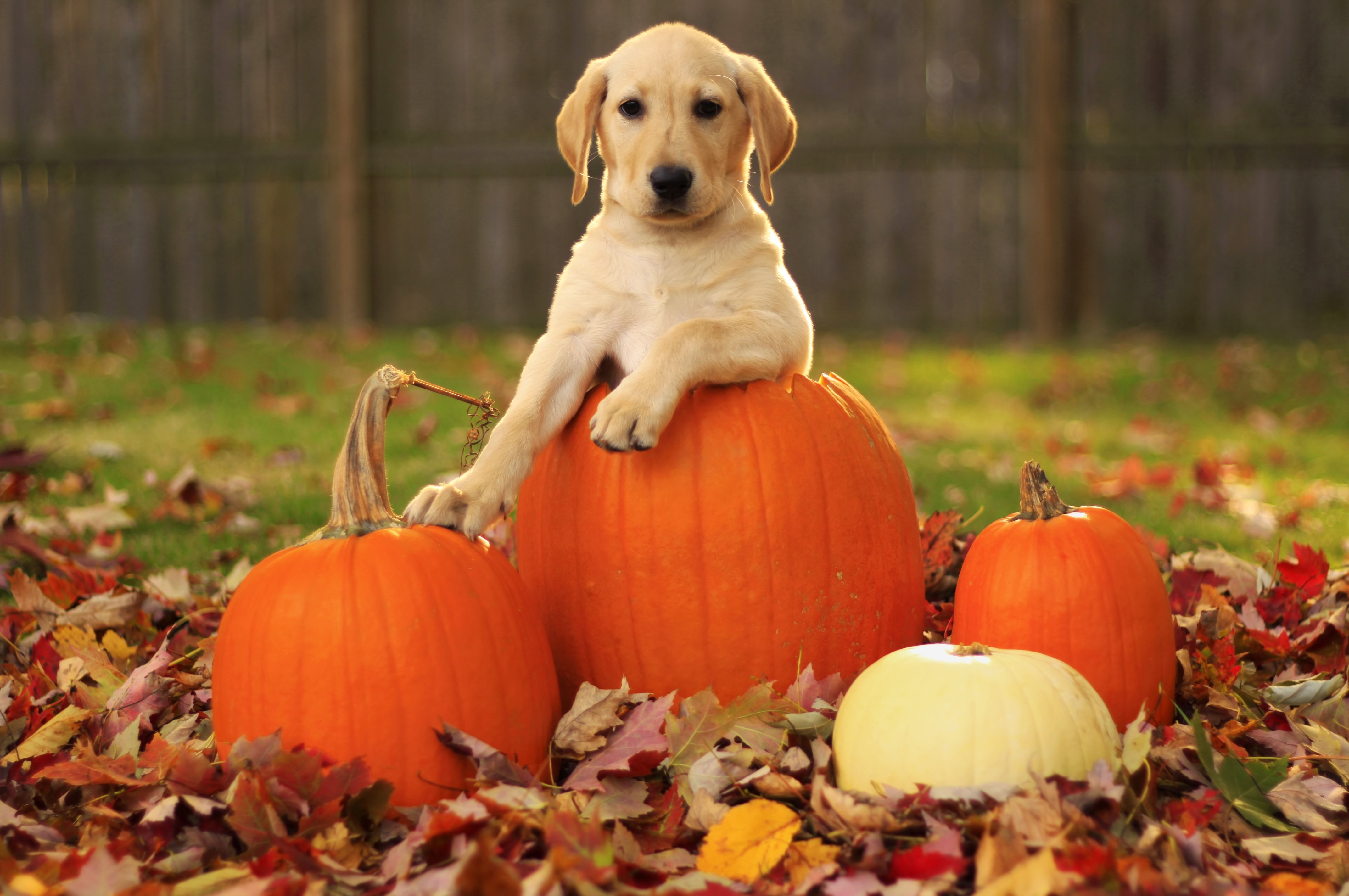 Adorable Labrador Puppy with Pumpkins in Autumn Leaves HD Wallpaper