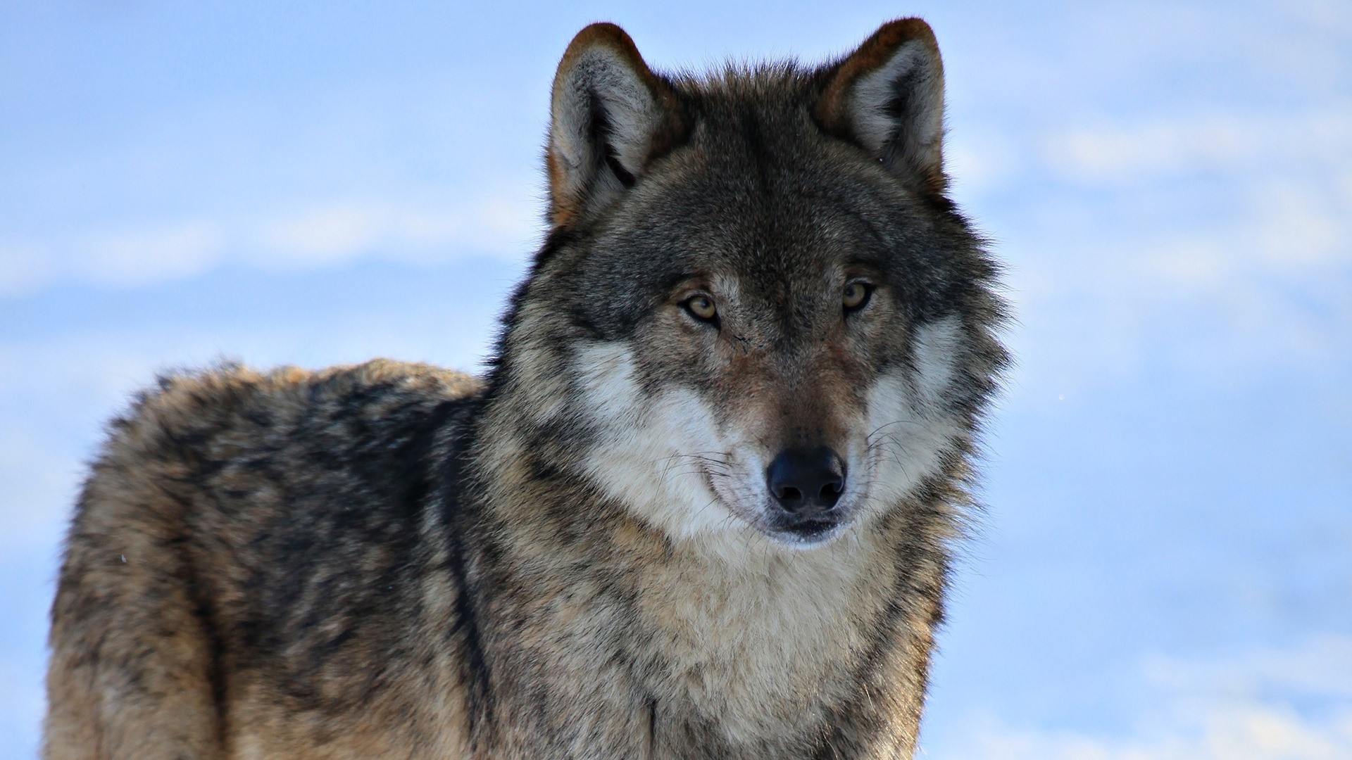 Wolf in a snowy landscape HD Wallpaper