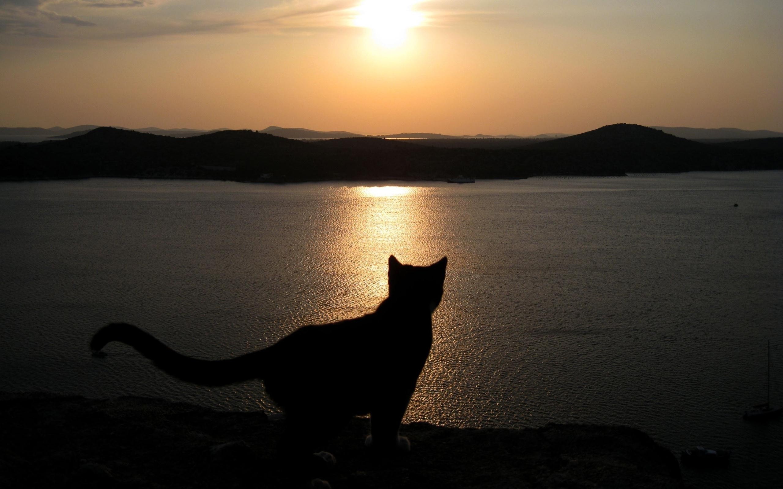 Cat silhouette against a sunset over the sea HD Wallpaper