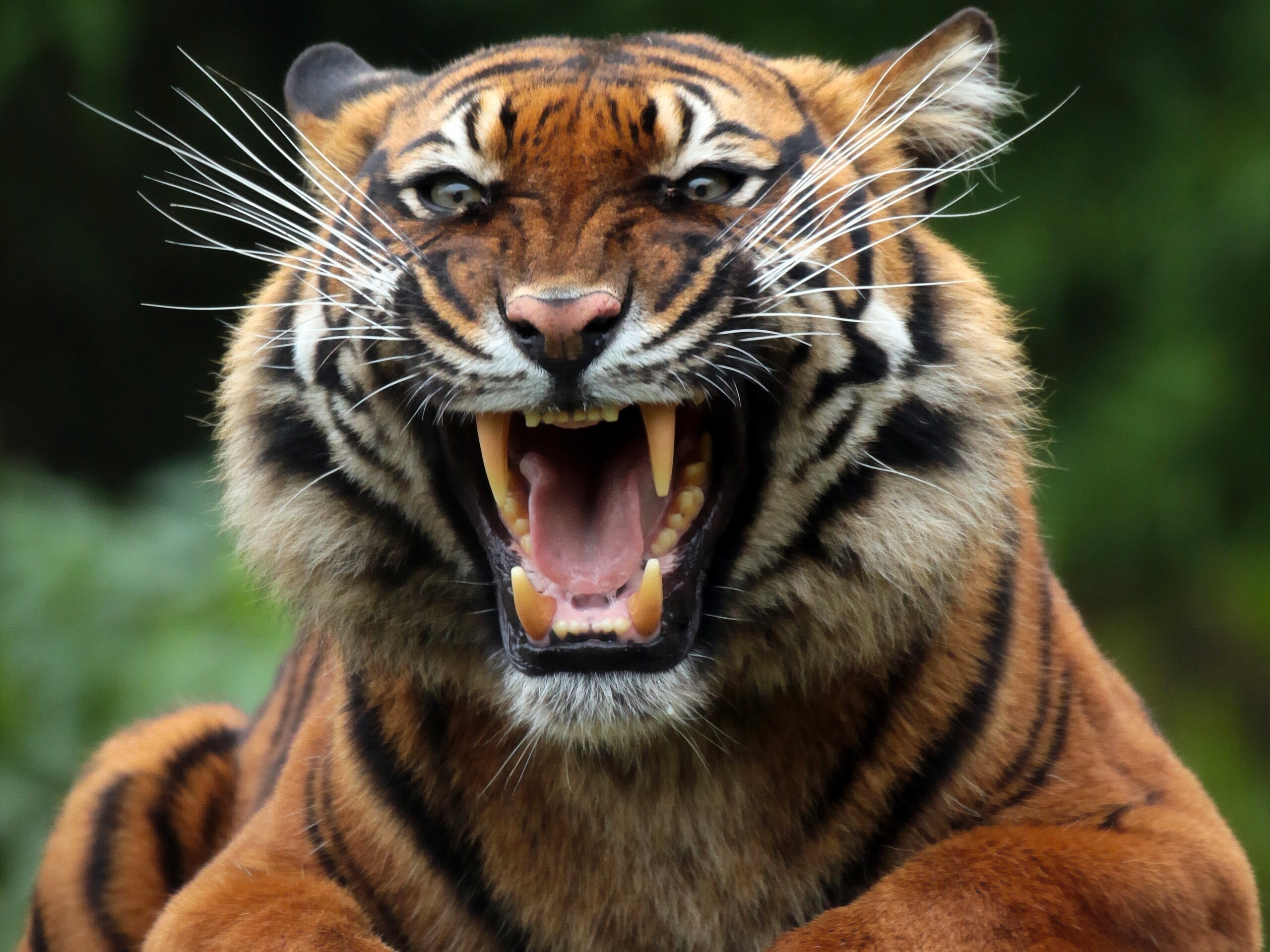 Tiger roaring with mouth open HD Wallpaper